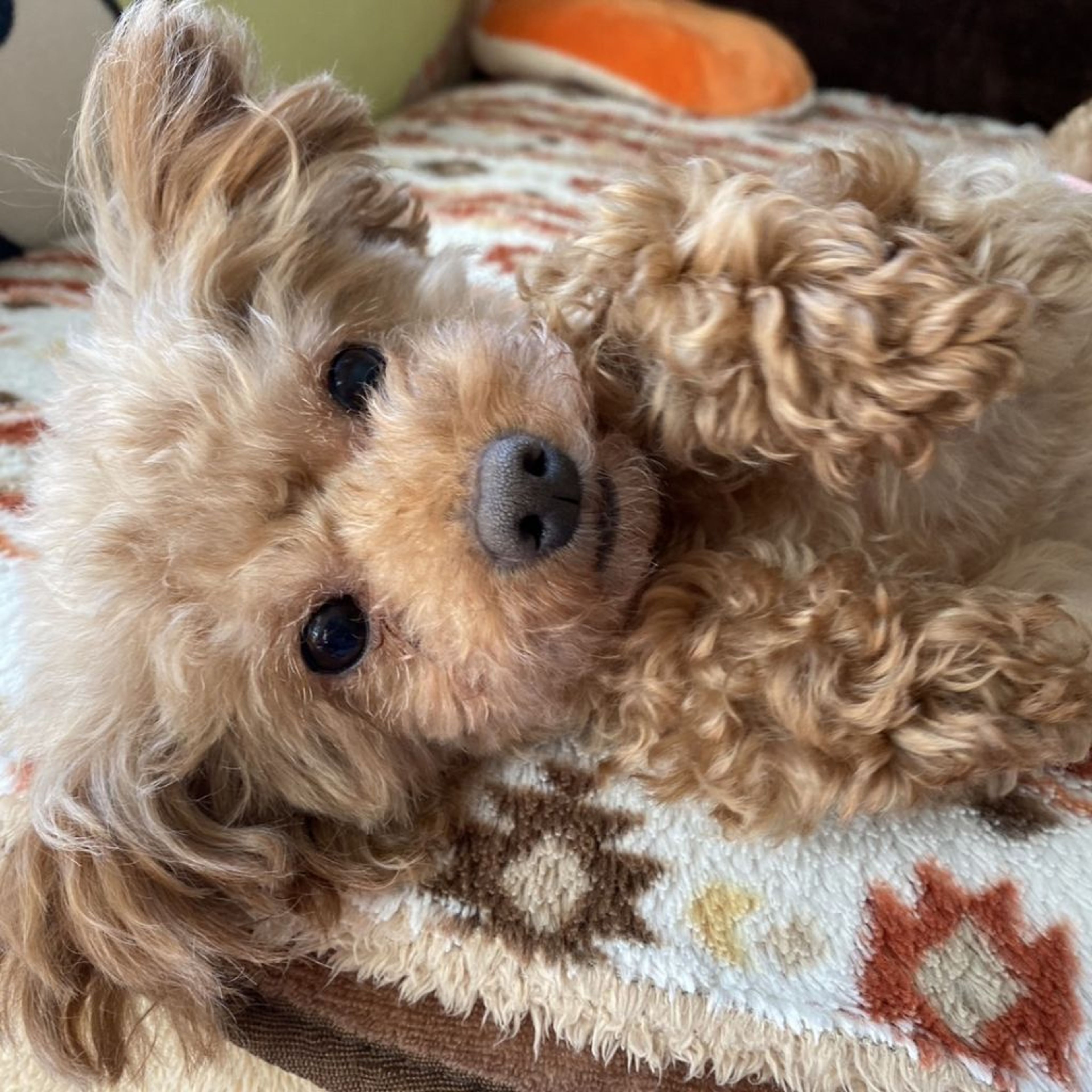 pet-image-3