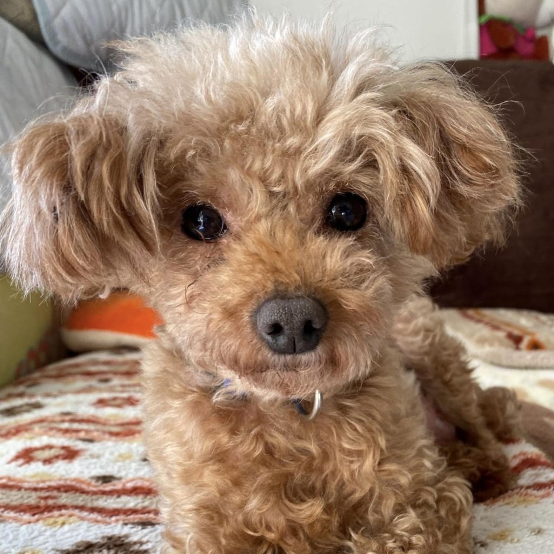 pet-image-4