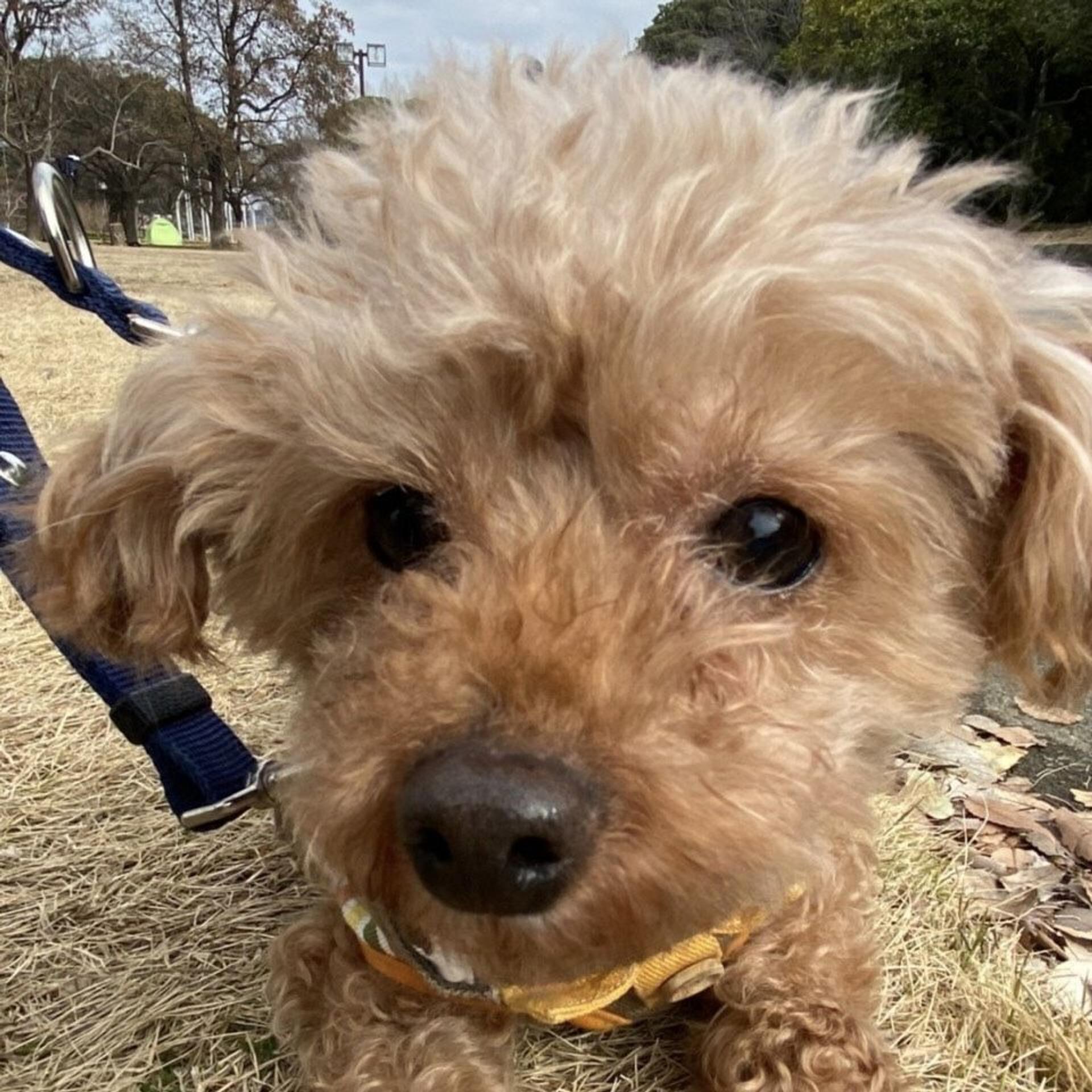 pet-image-5
