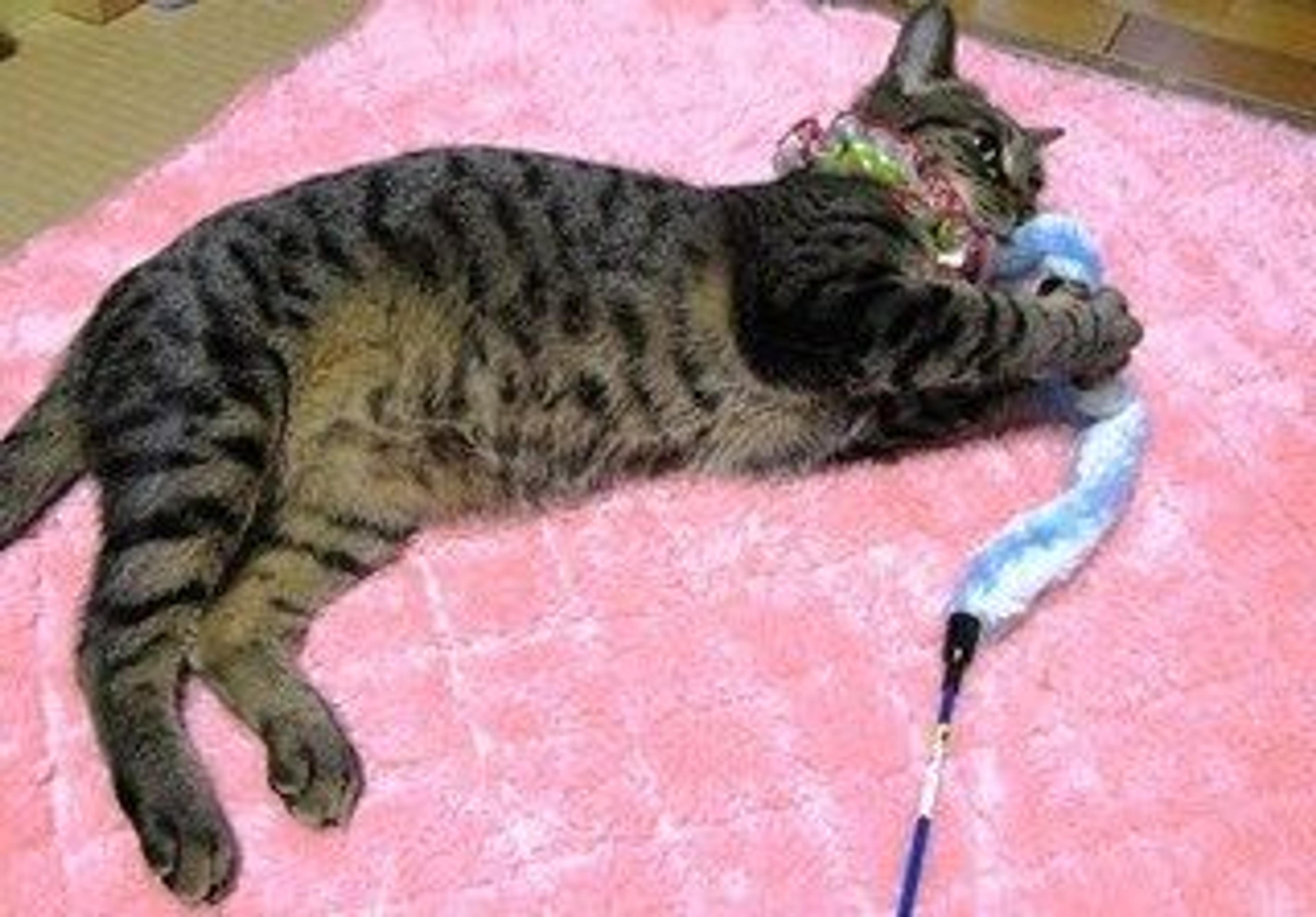 pet-image-3