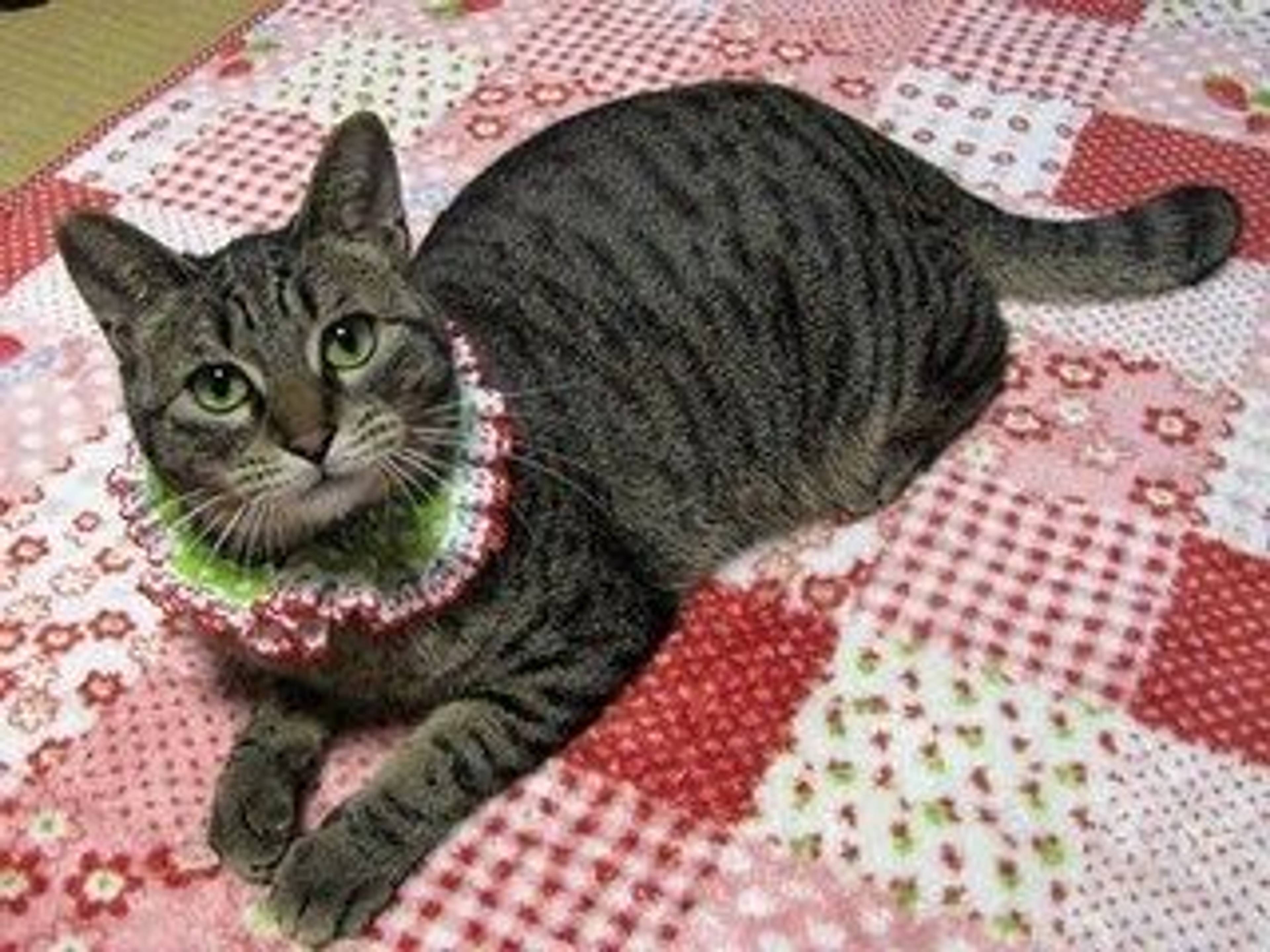 雑種（ミックス猫）・メスの里親募集の写真