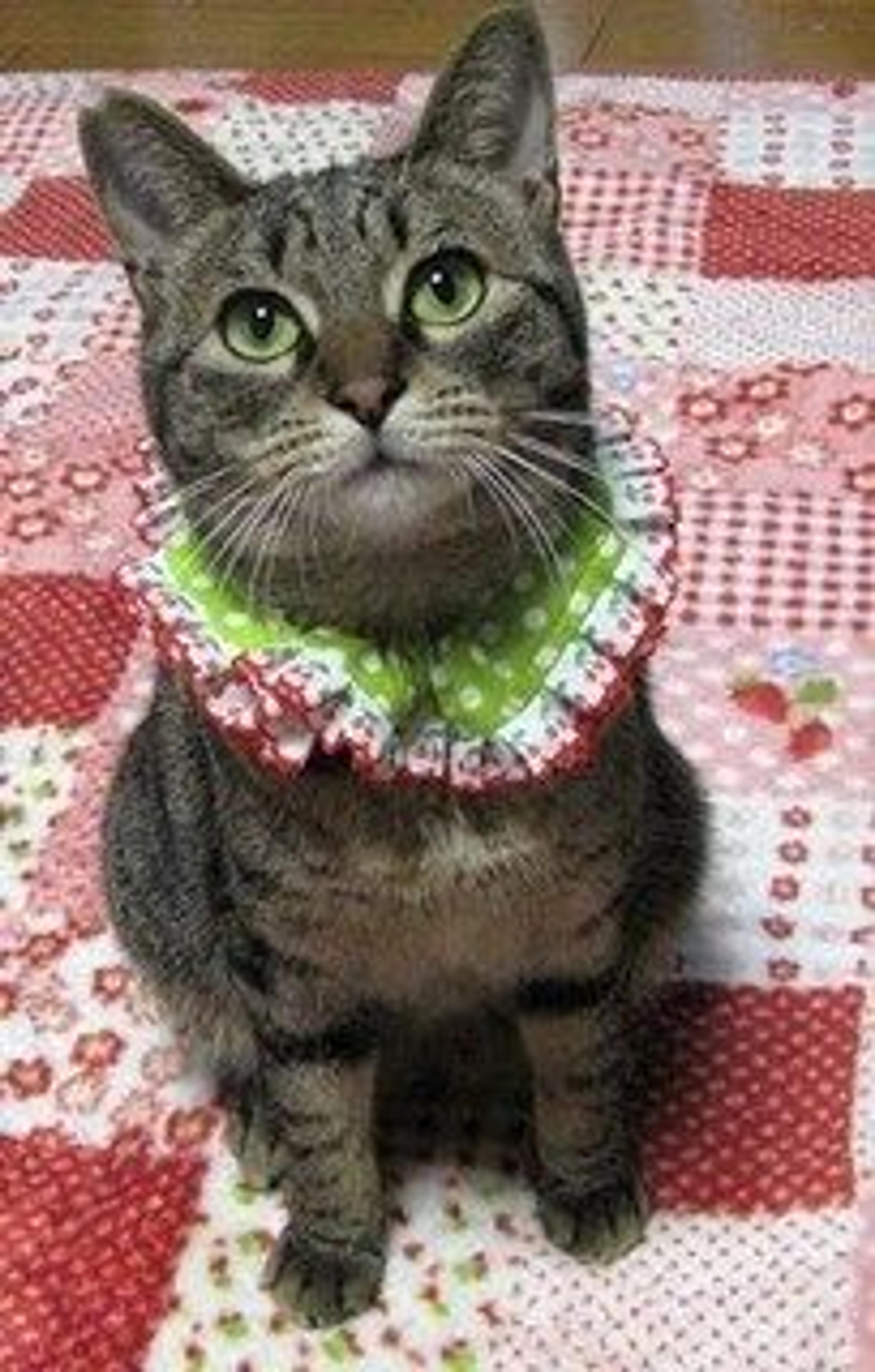 pet-image-2