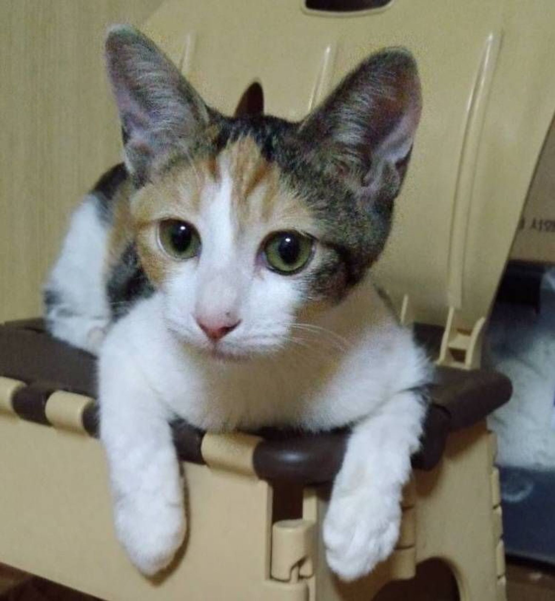雑種（ミックス猫）・メスの里親募集の写真