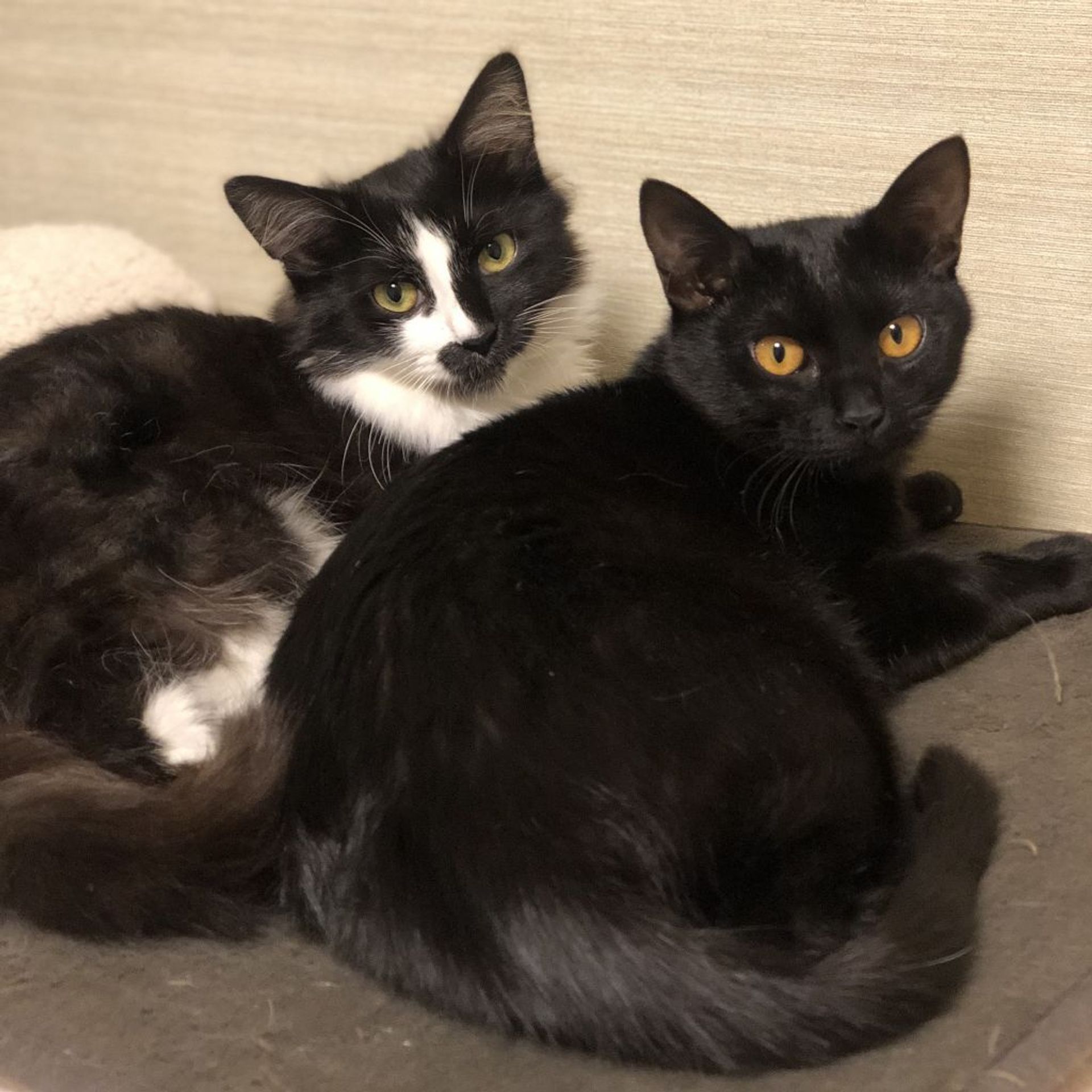 雑種（ミックス猫）・メスの里親募集の写真