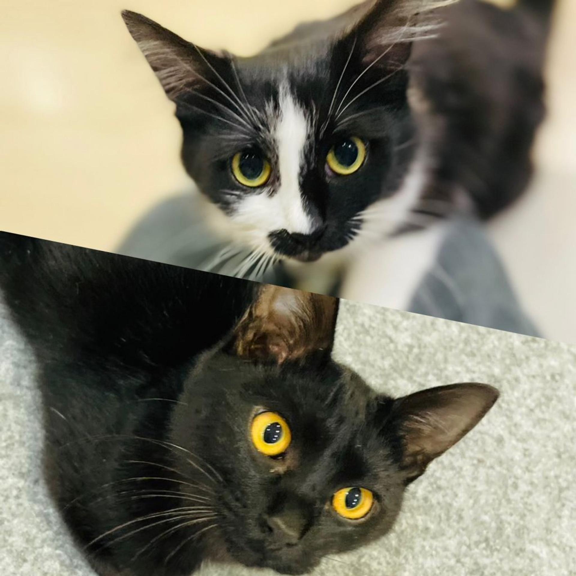pet-image-4