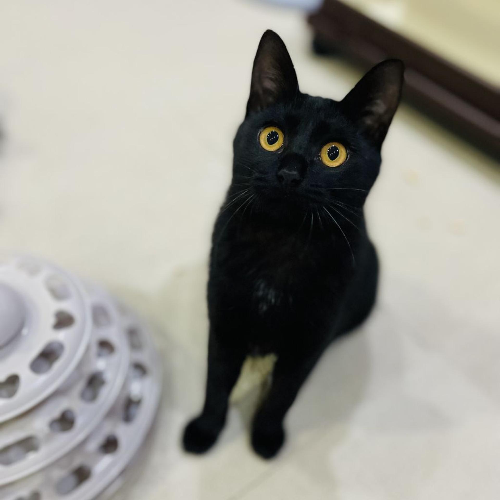 pet-image-8