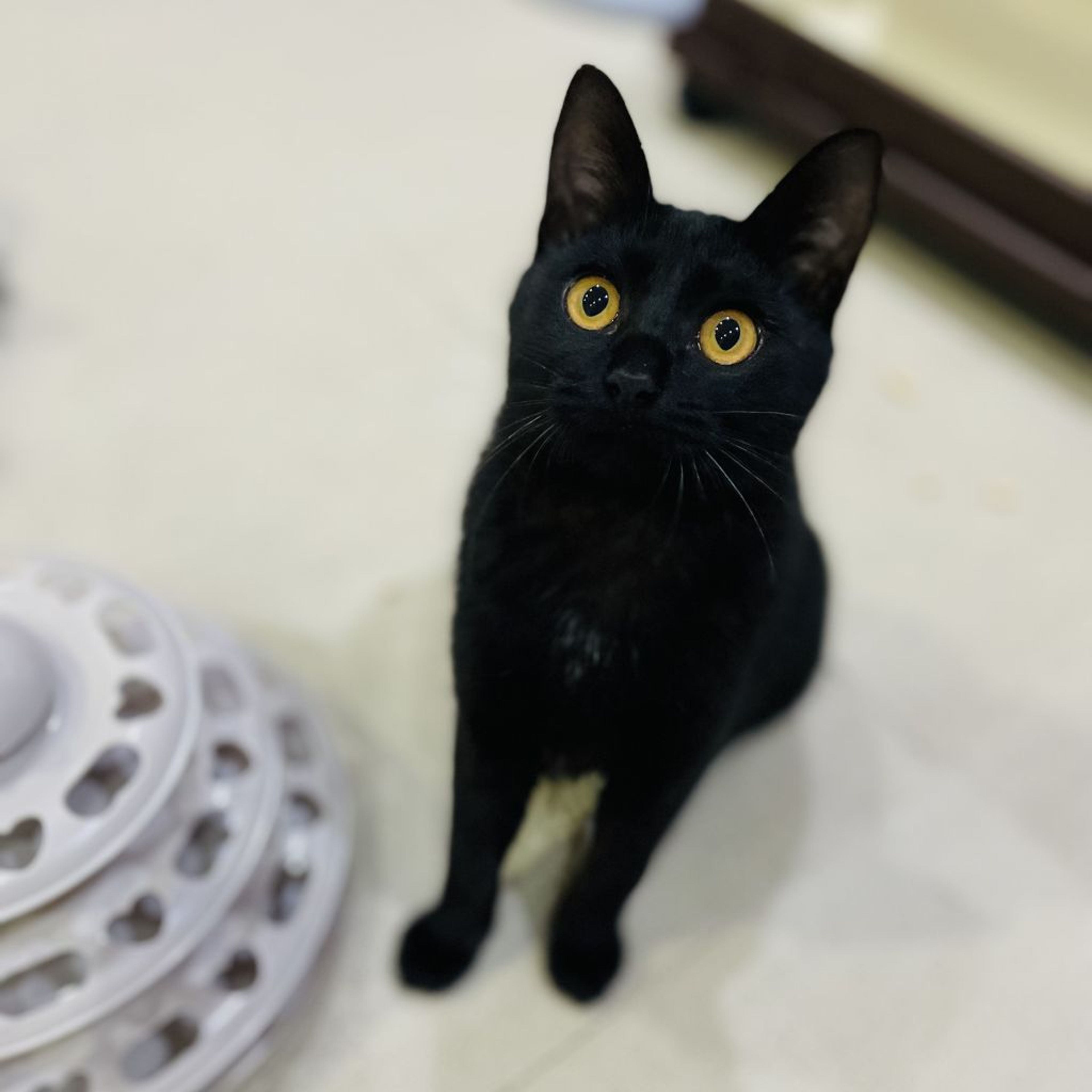 pet-image-8