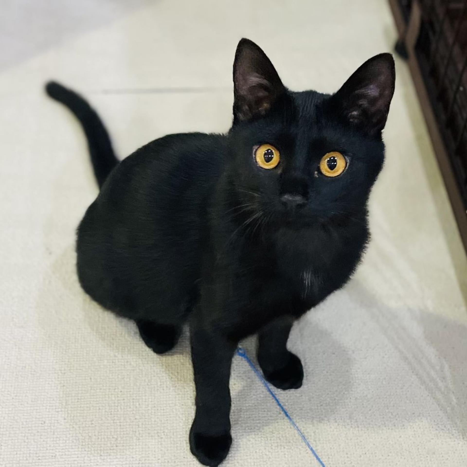 pet-image-9