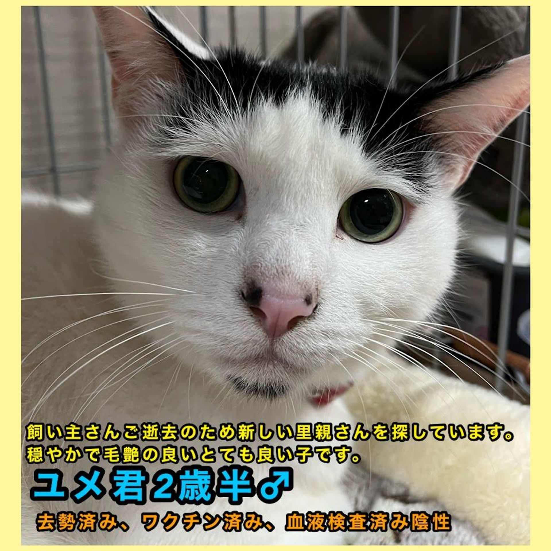 雑種（ミックス猫）・オスの里親募集の写真