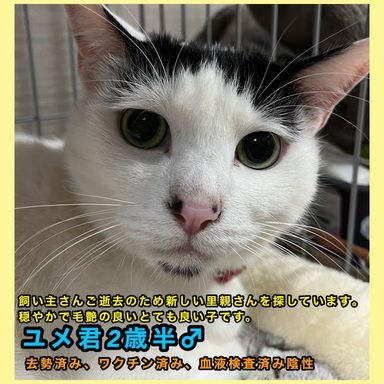 ユメの写真