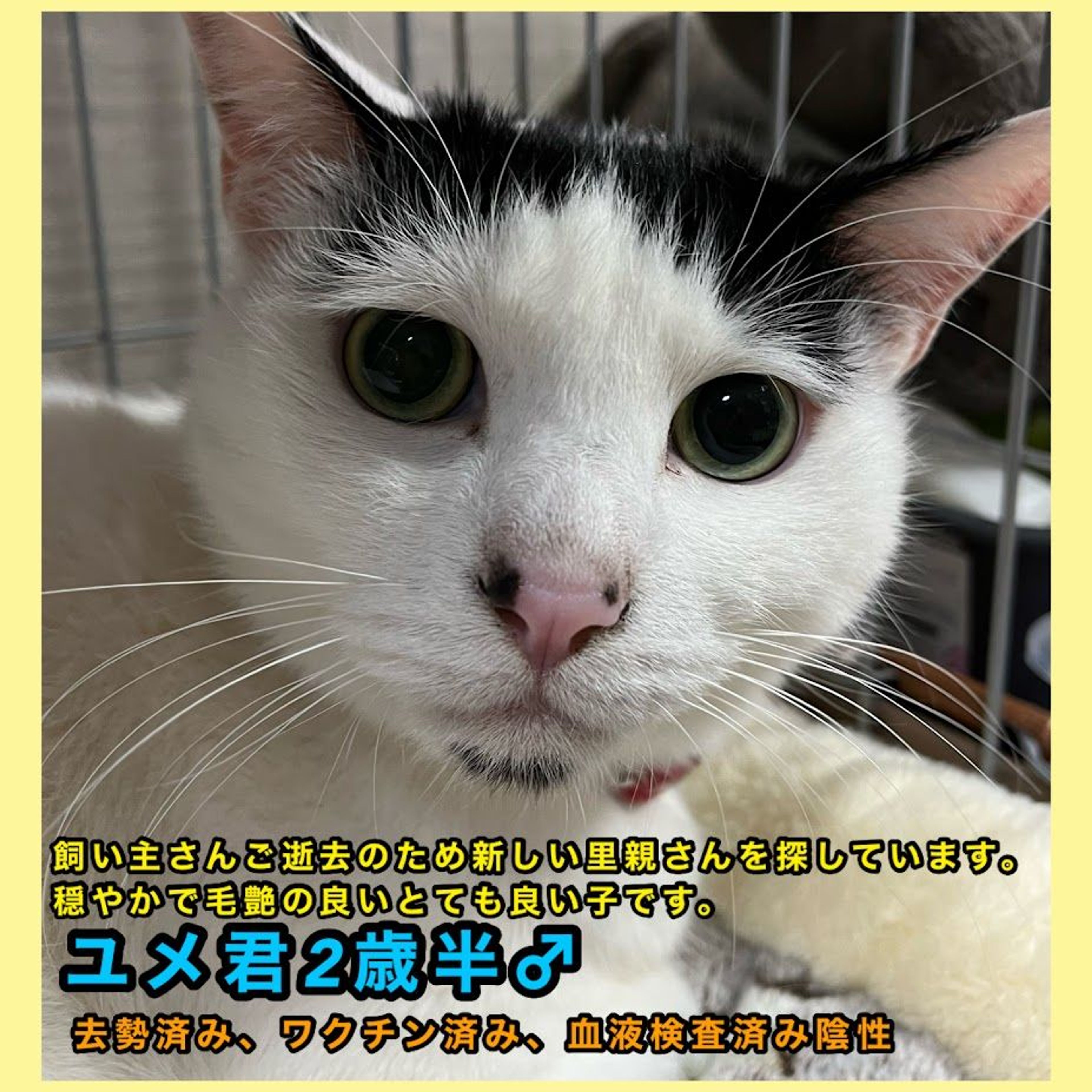 雑種（ミックス猫）・オスの里親募集の写真