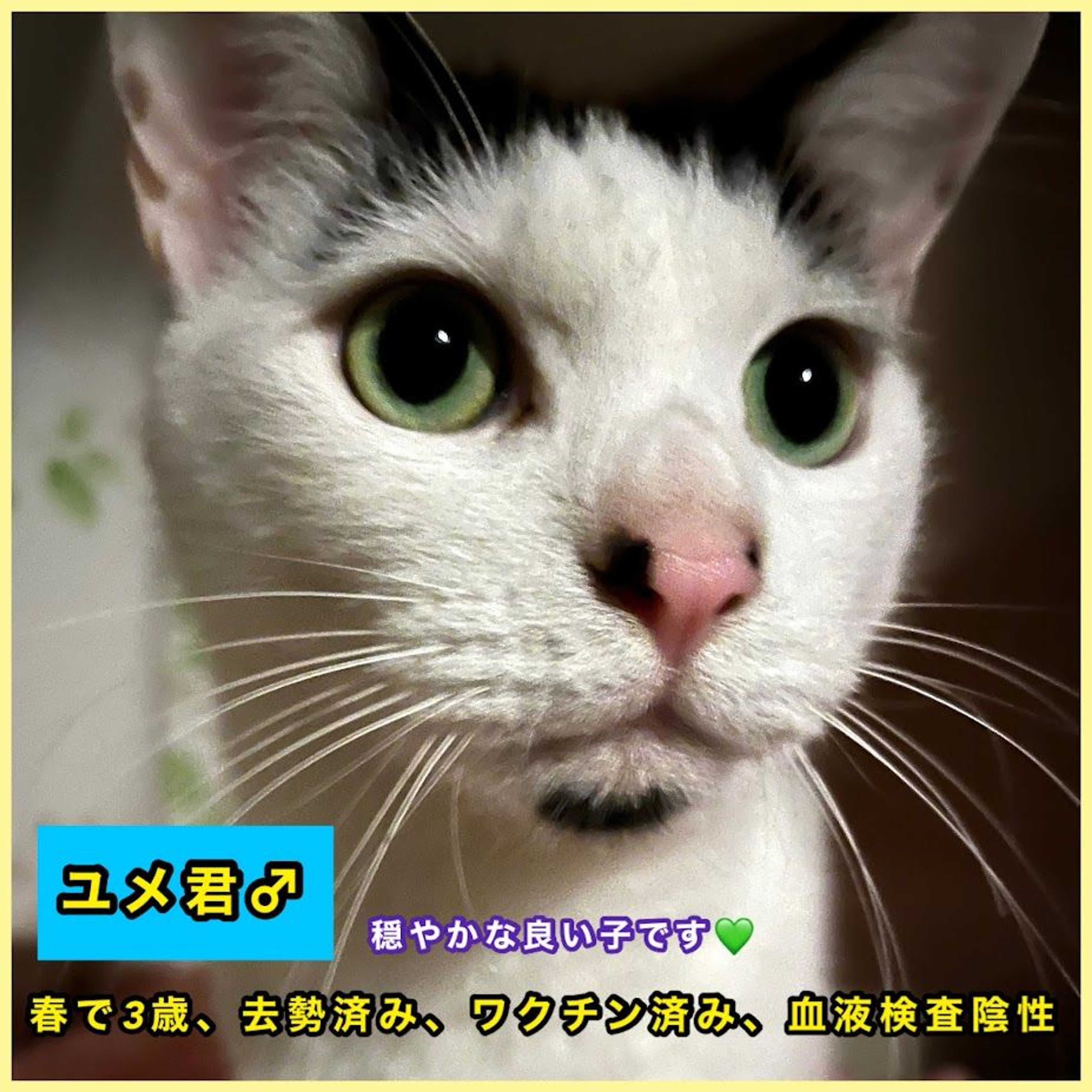 pet-image-2