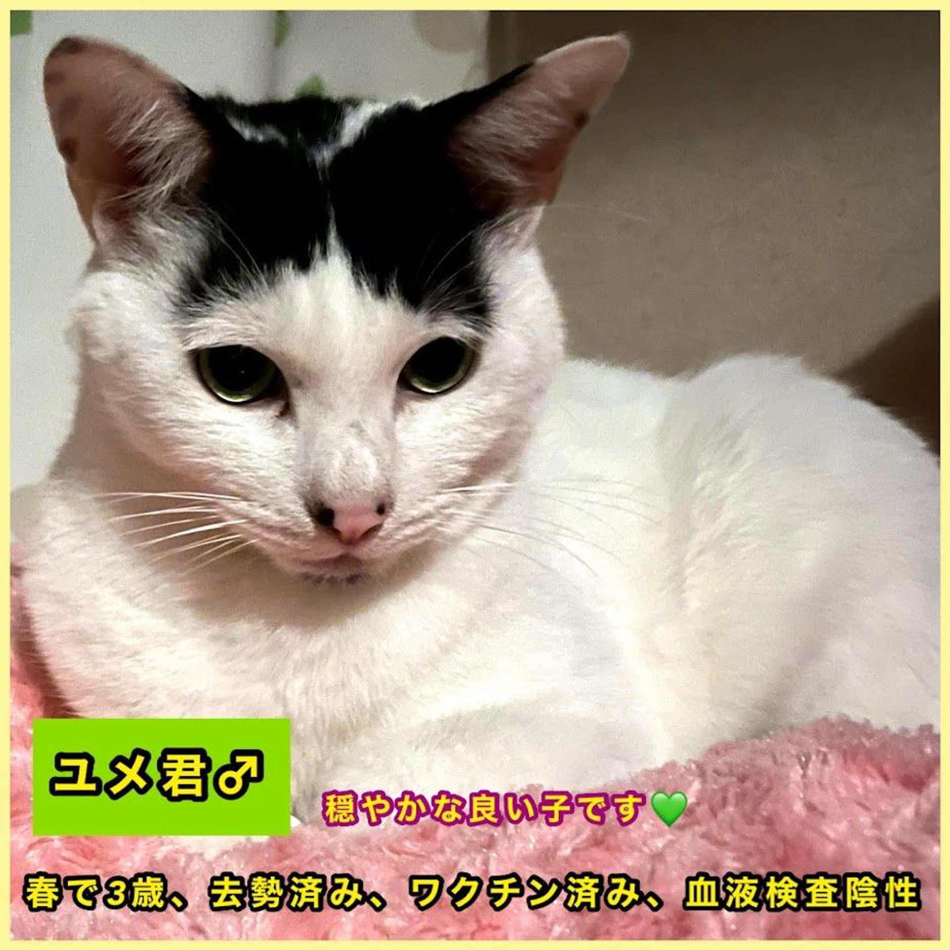 thumbnail-6