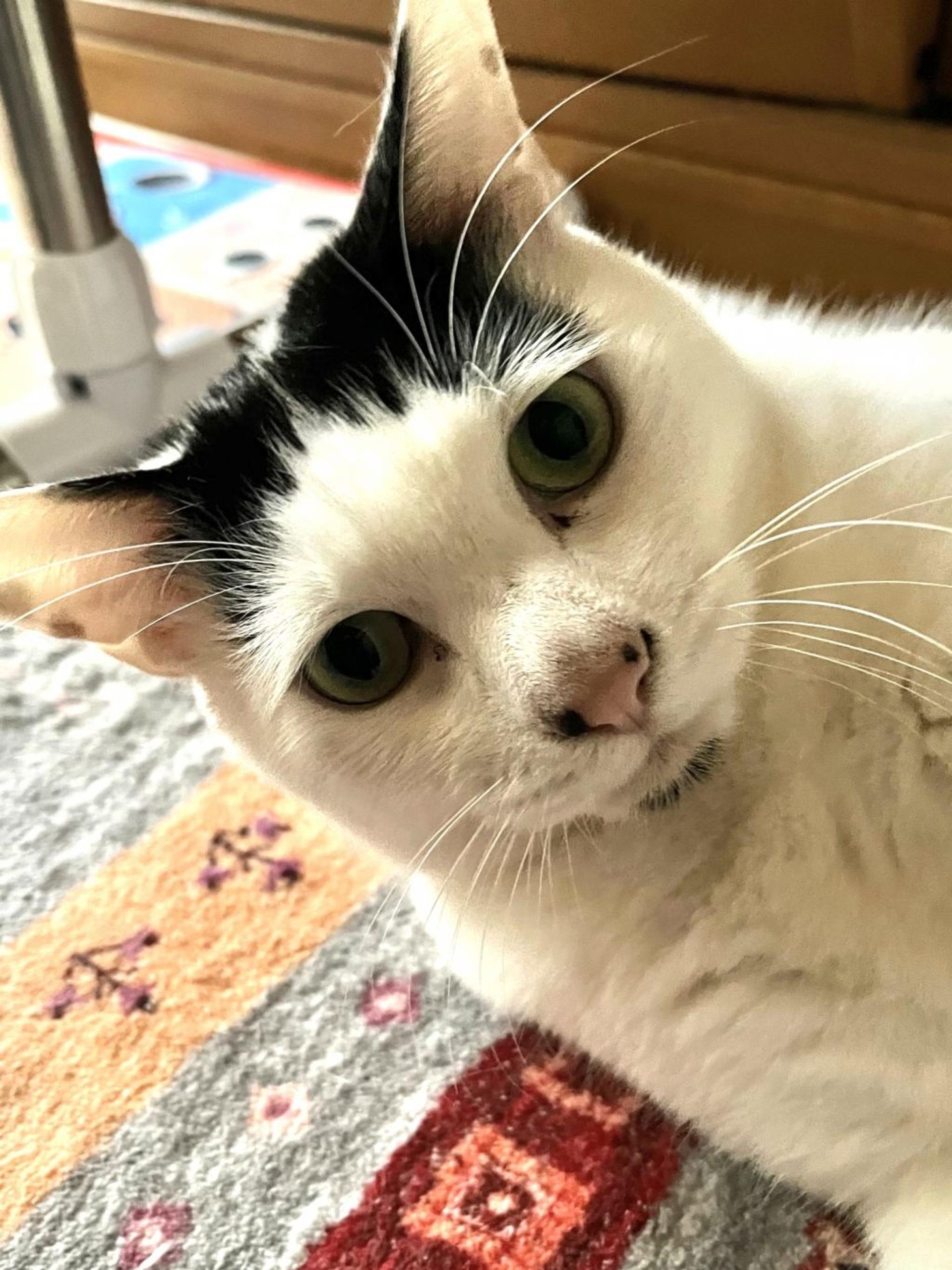 pet-image-3
