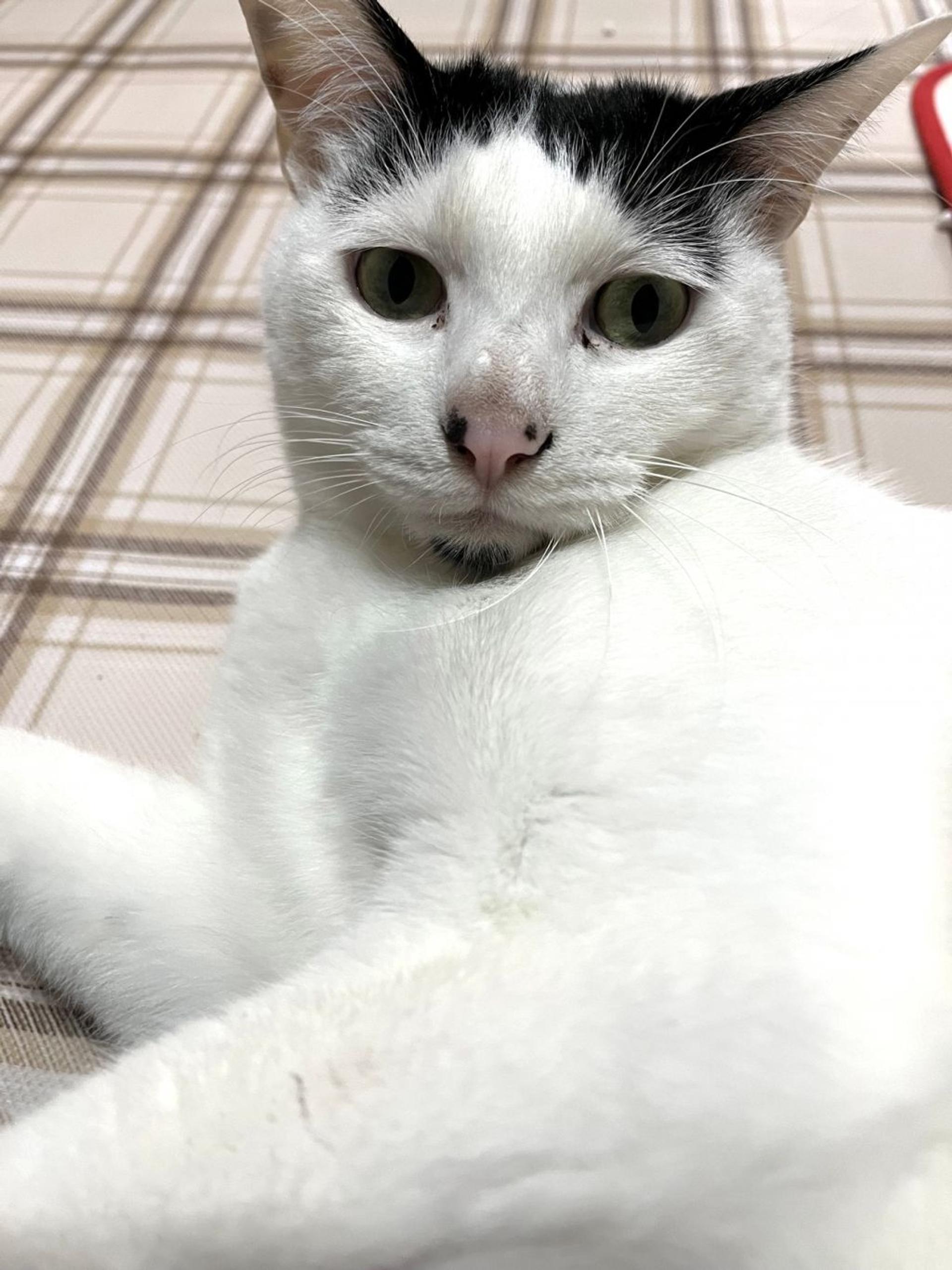 pet-image-7