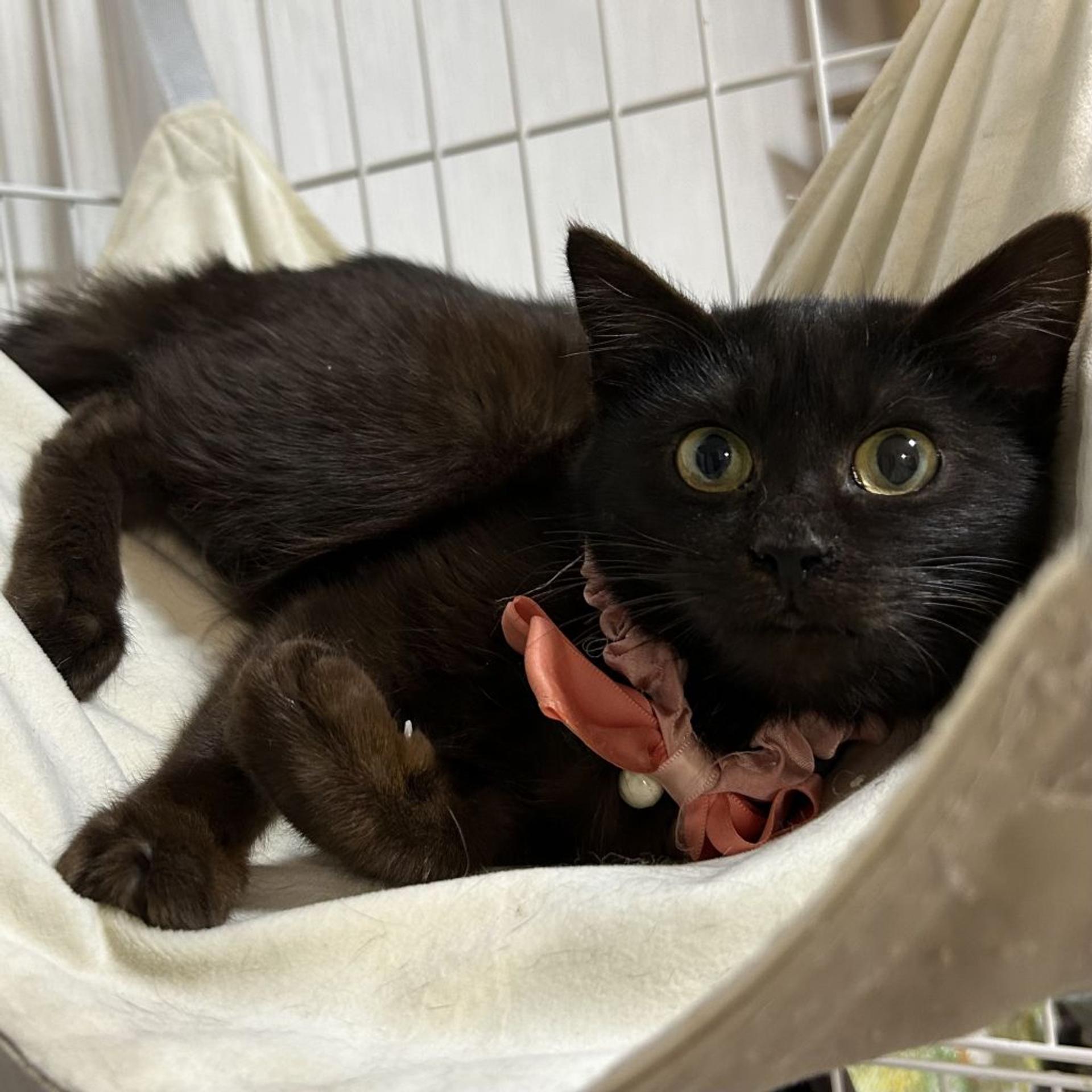 pet-image-9