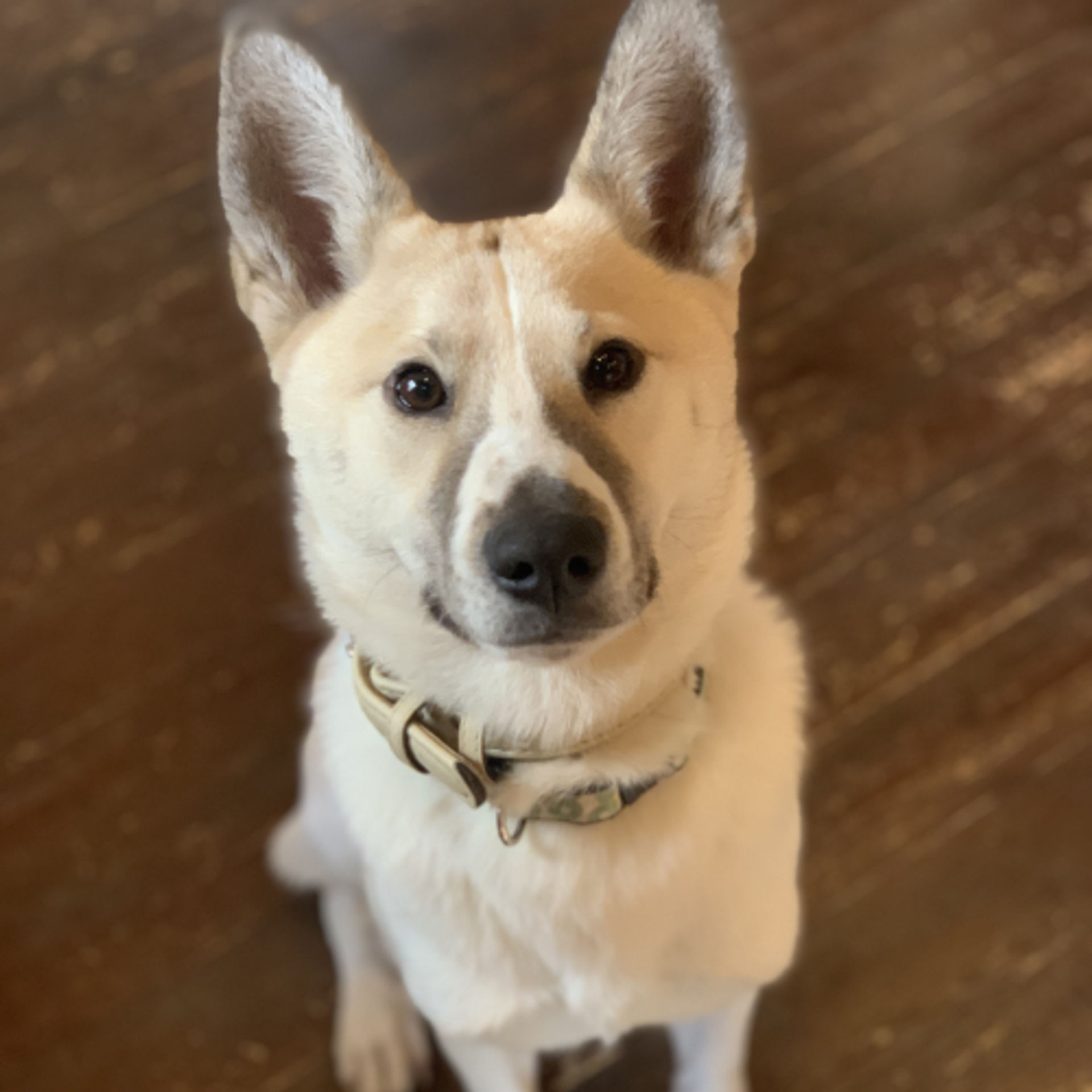 雑種（ミックス犬）・オスの里親募集の写真