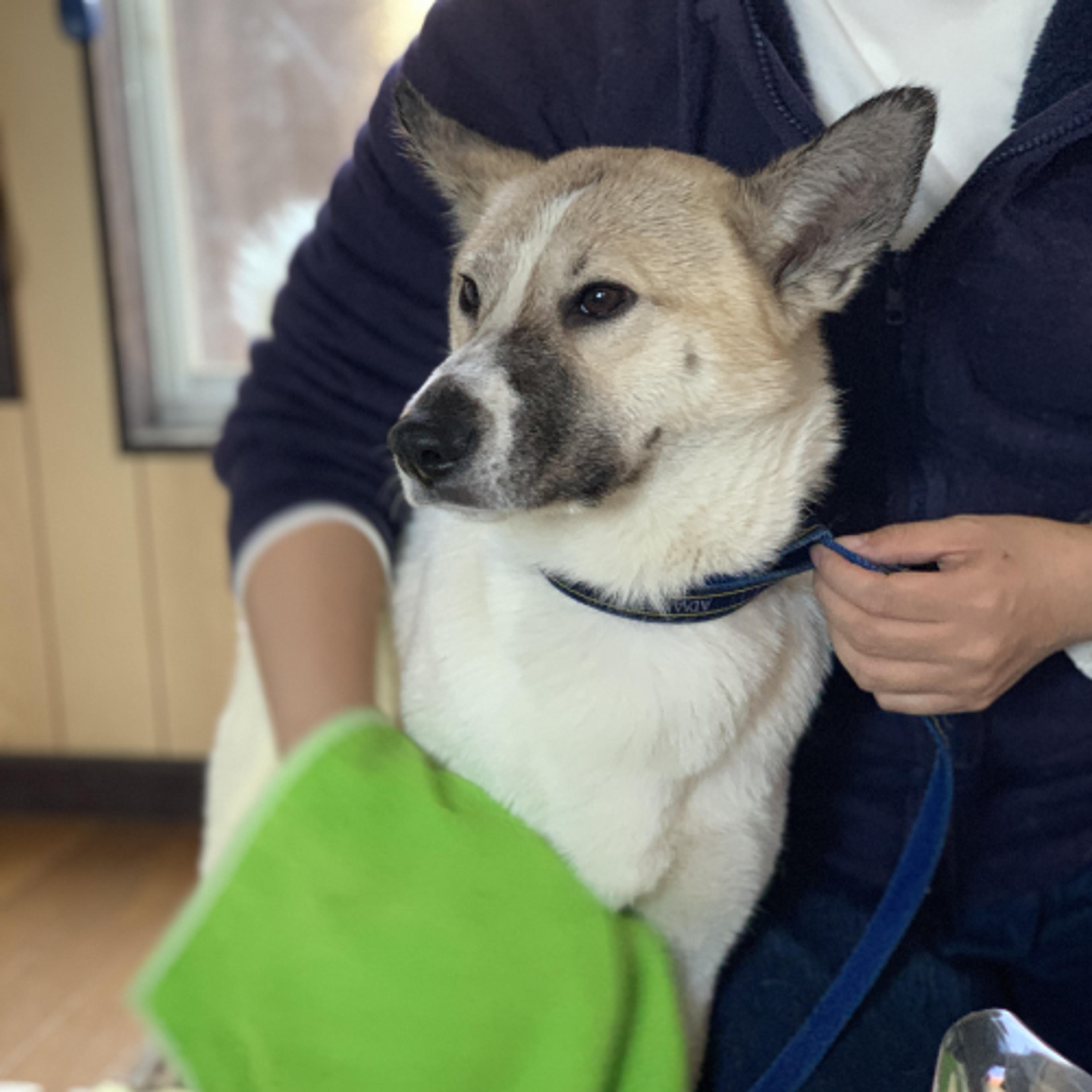 pet-image-2
