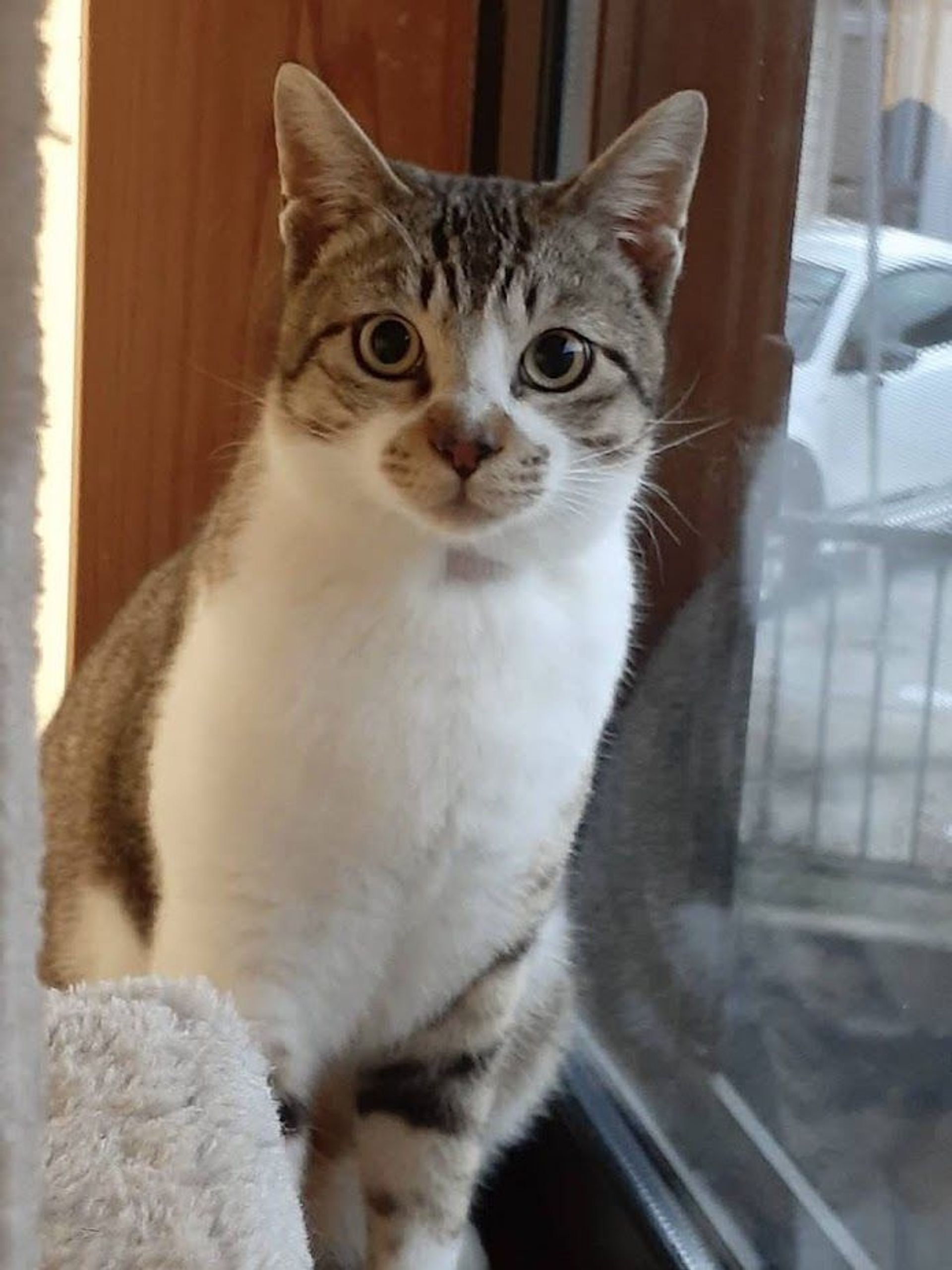 雑種（ミックス猫）・オスの里親募集の写真