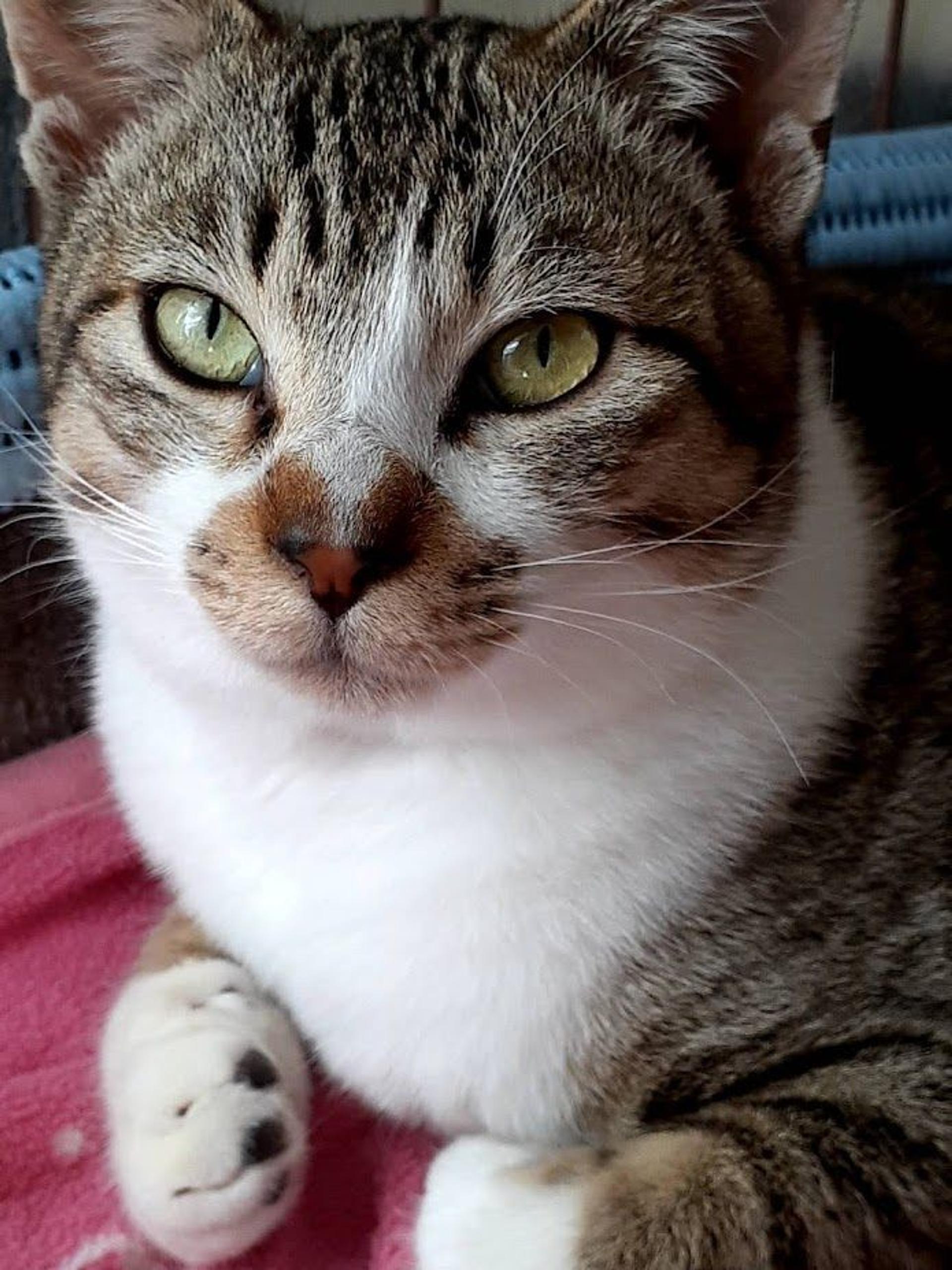 pet-image-3