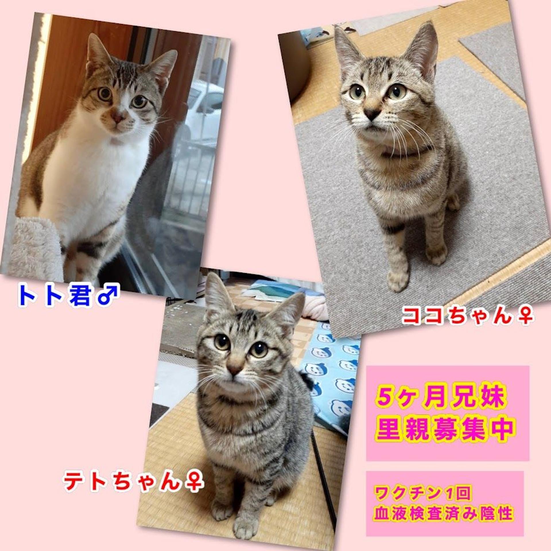 pet-image-5