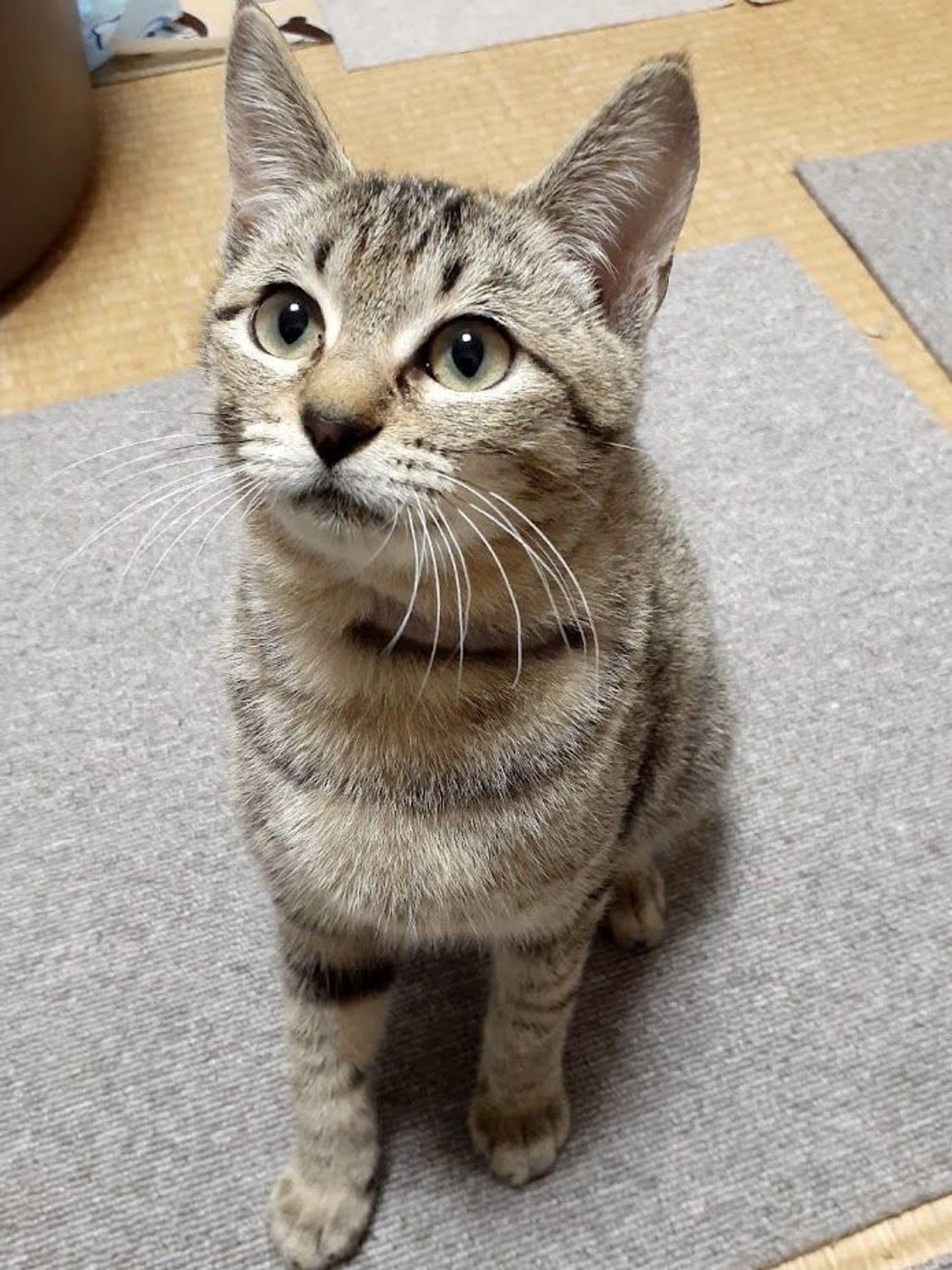 雑種（ミックス猫）・メスの里親募集の写真