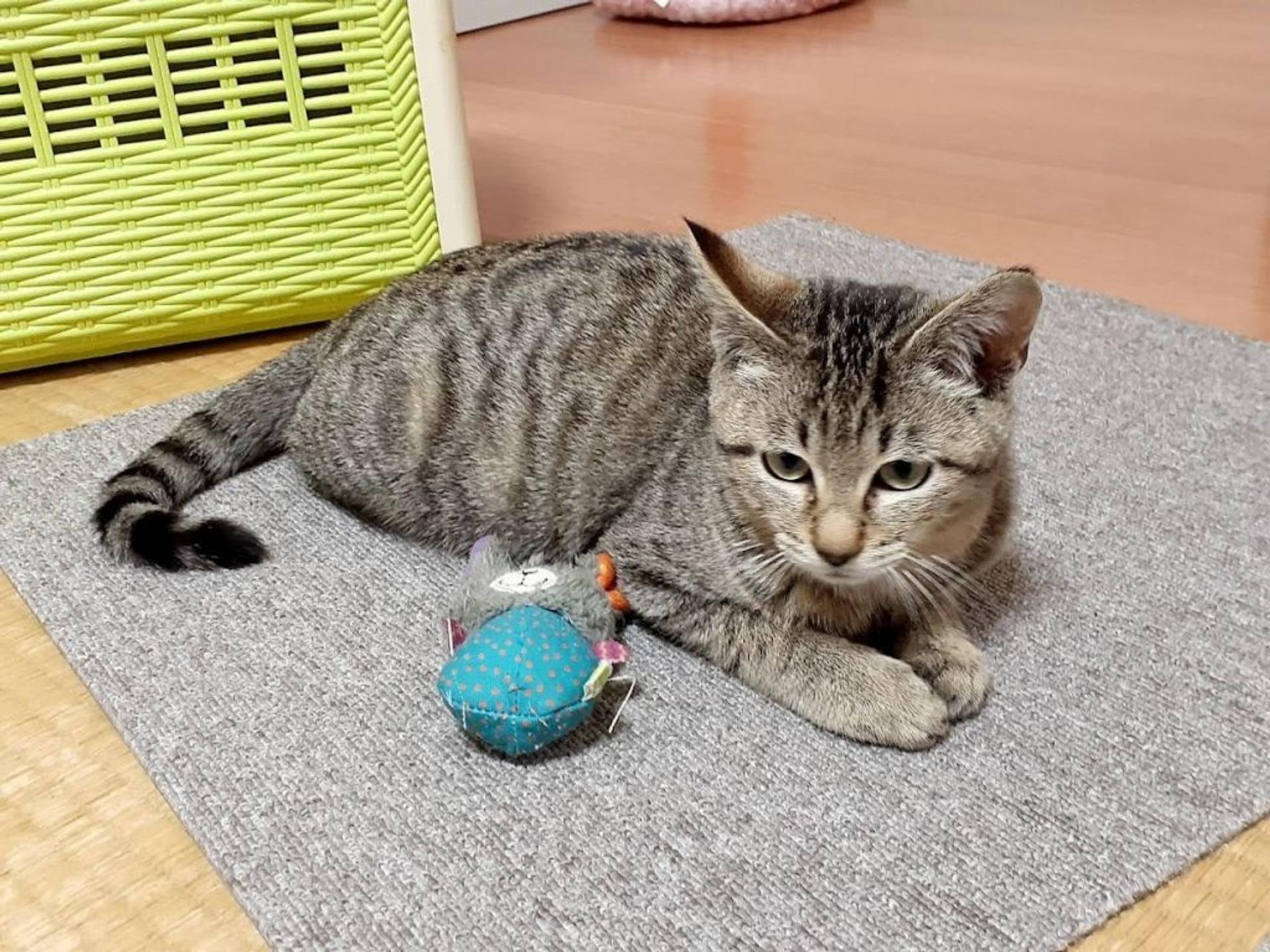 pet-image-2