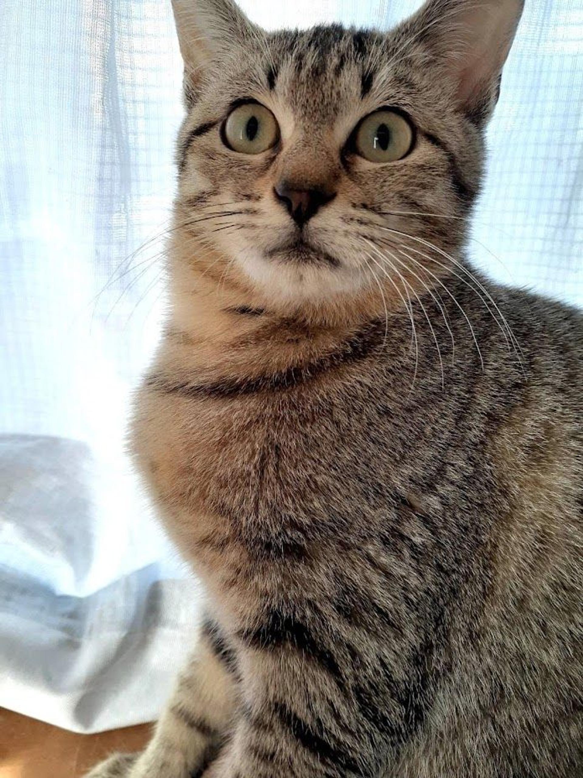 pet-image-4
