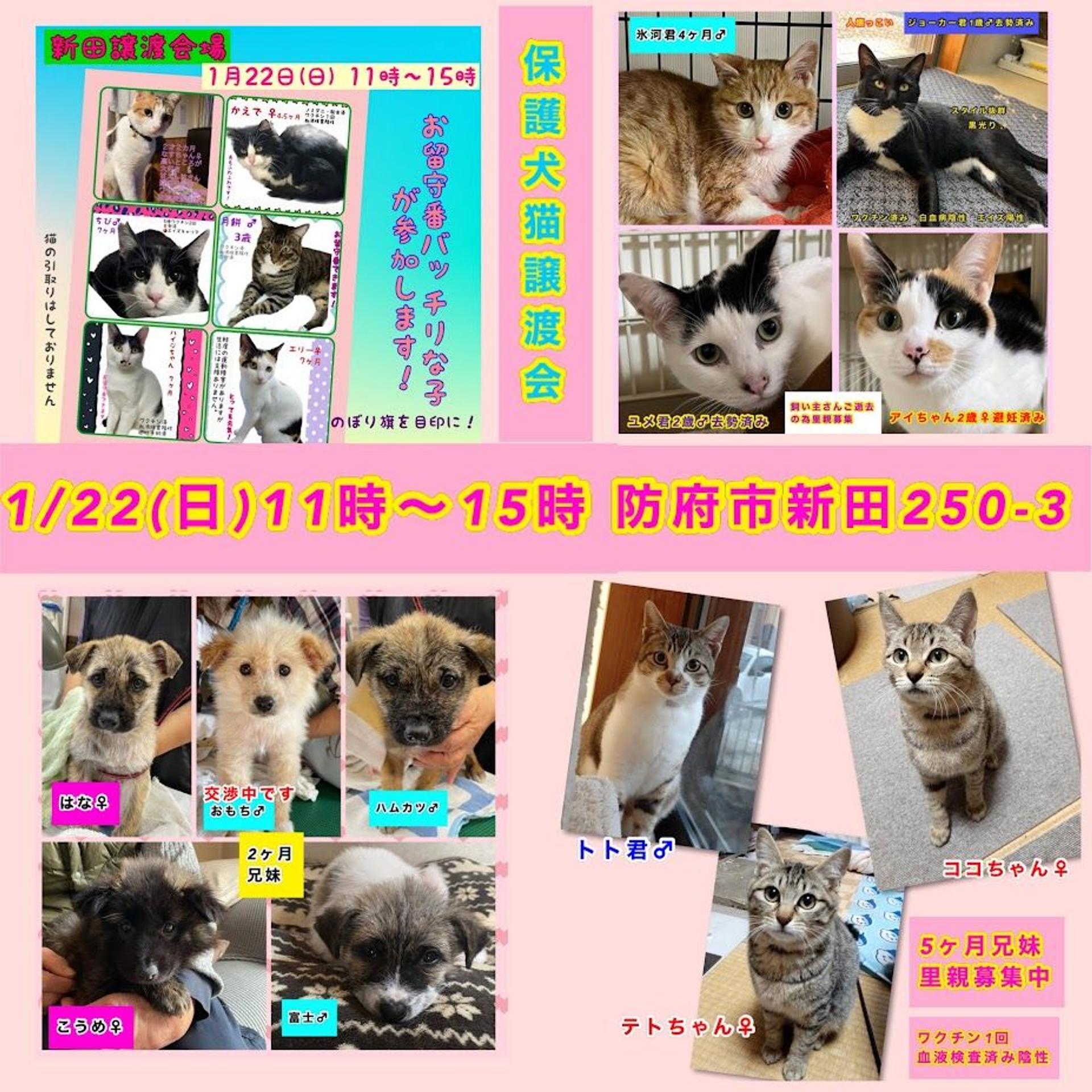 pet-image-5