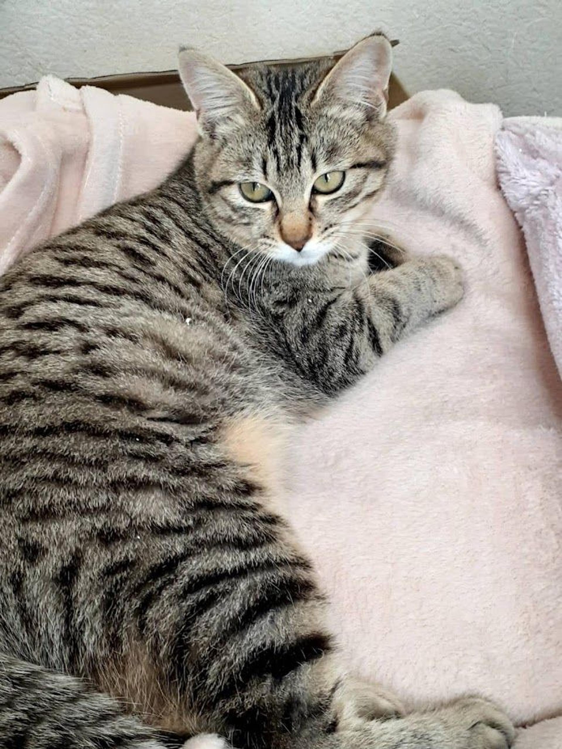 pet-image-2