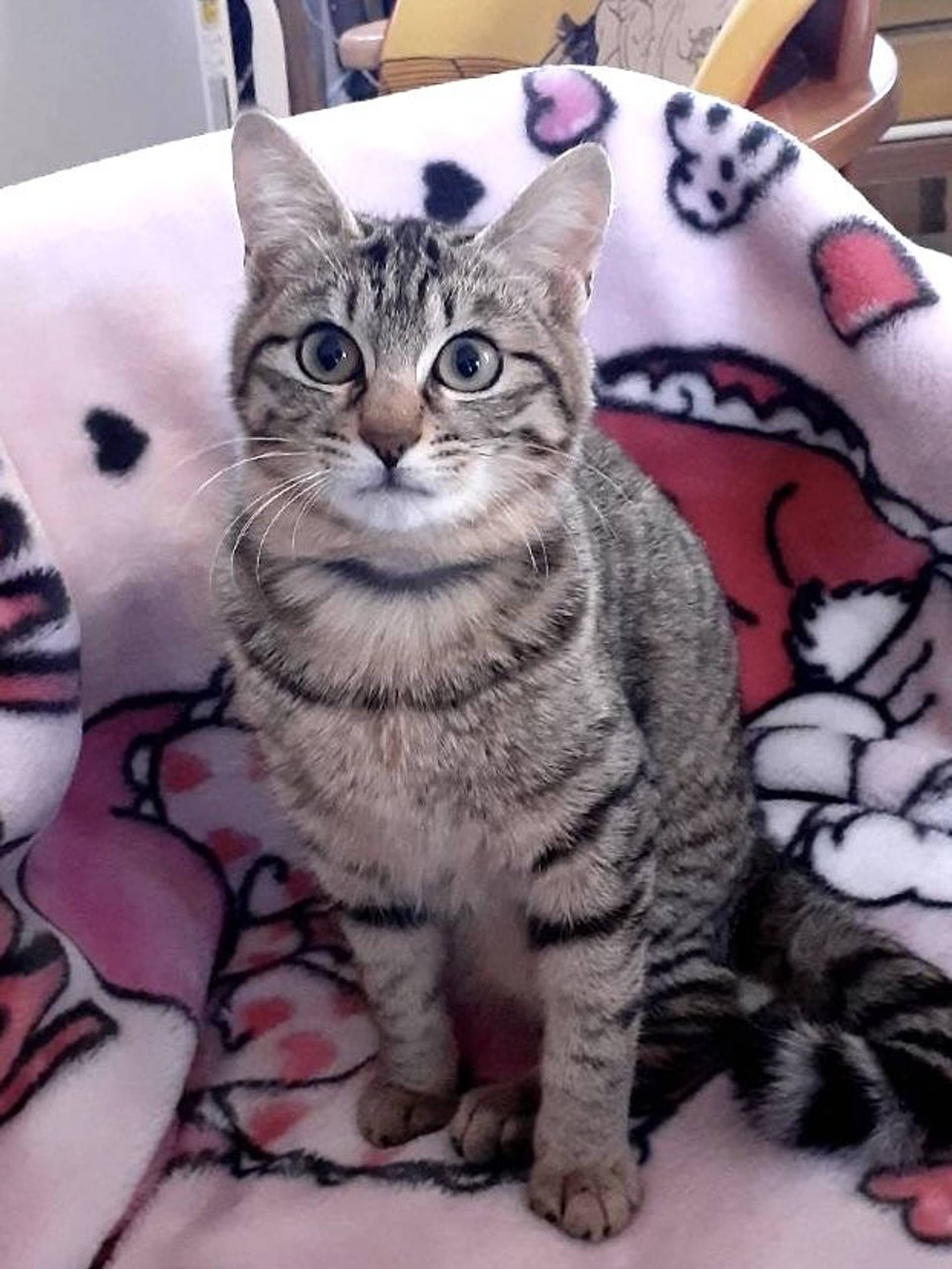雑種（ミックス猫）・メスの里親募集の写真