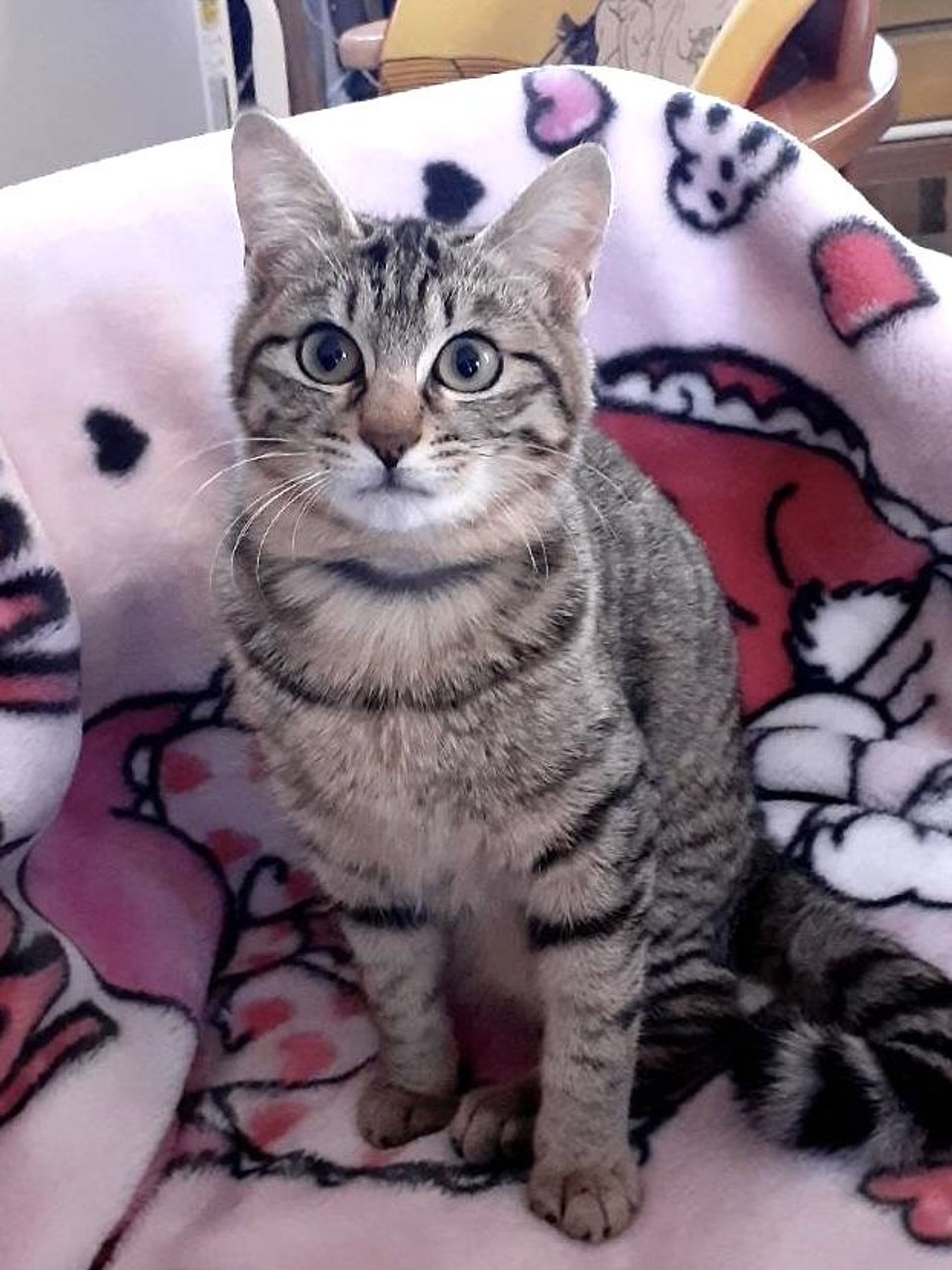 雑種（ミックス猫）・メスの里親募集の写真