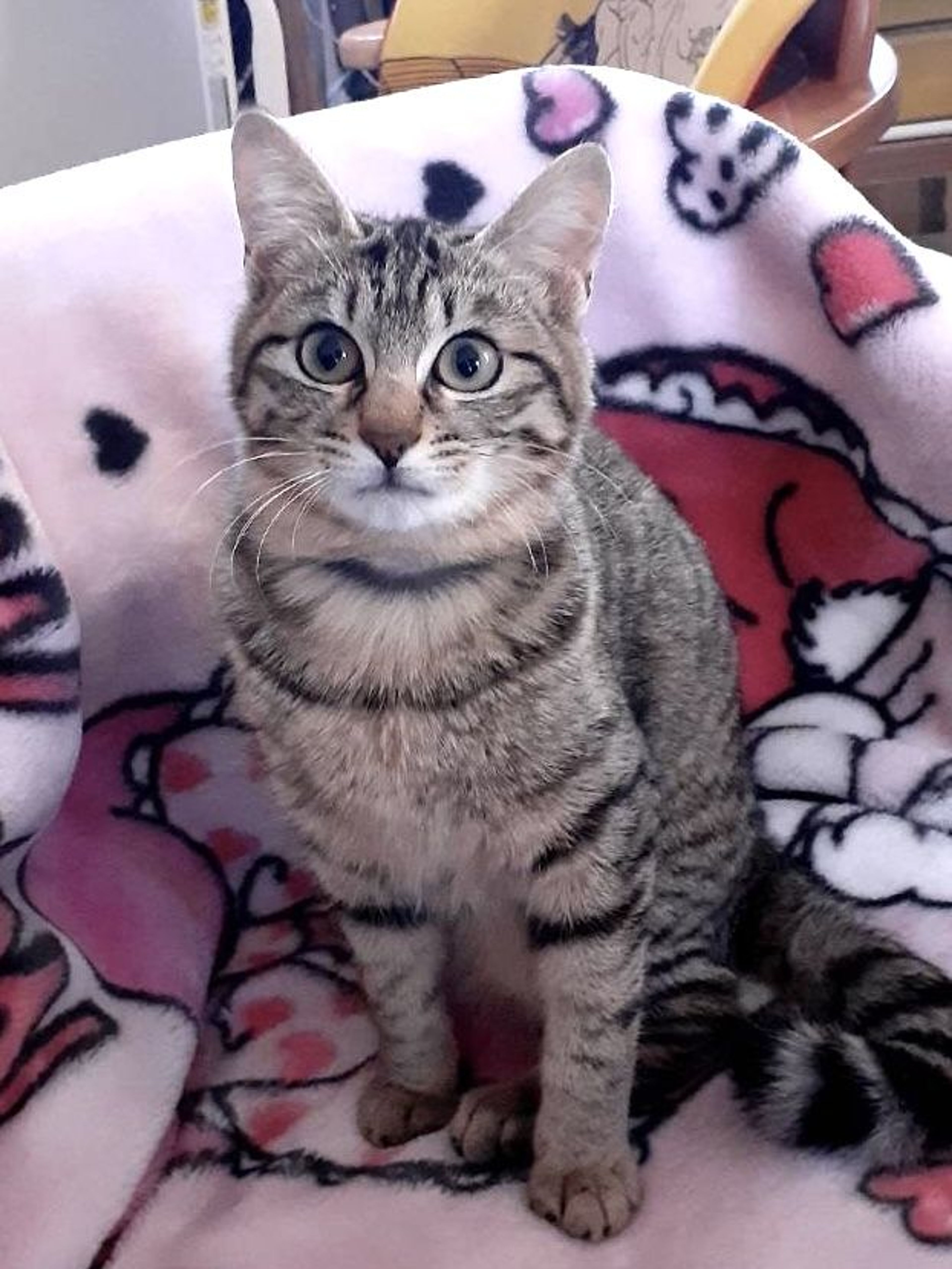 雑種（ミックス猫）・メスの里親募集の写真