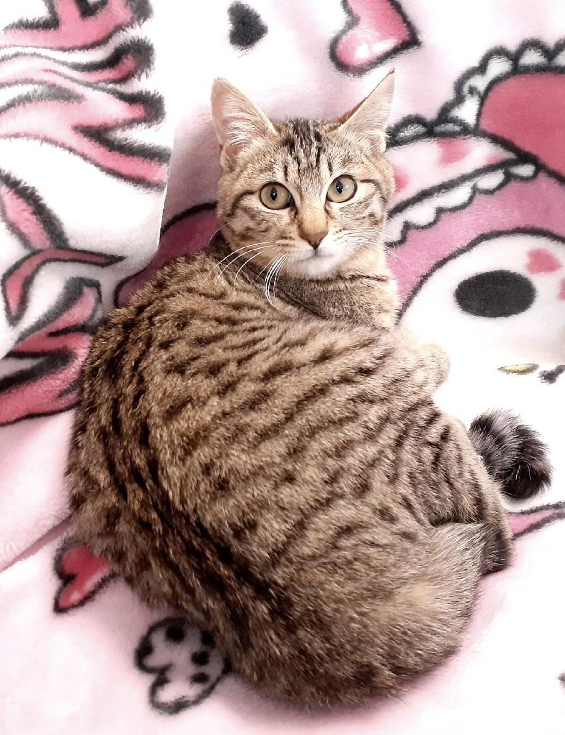 pet-image-4