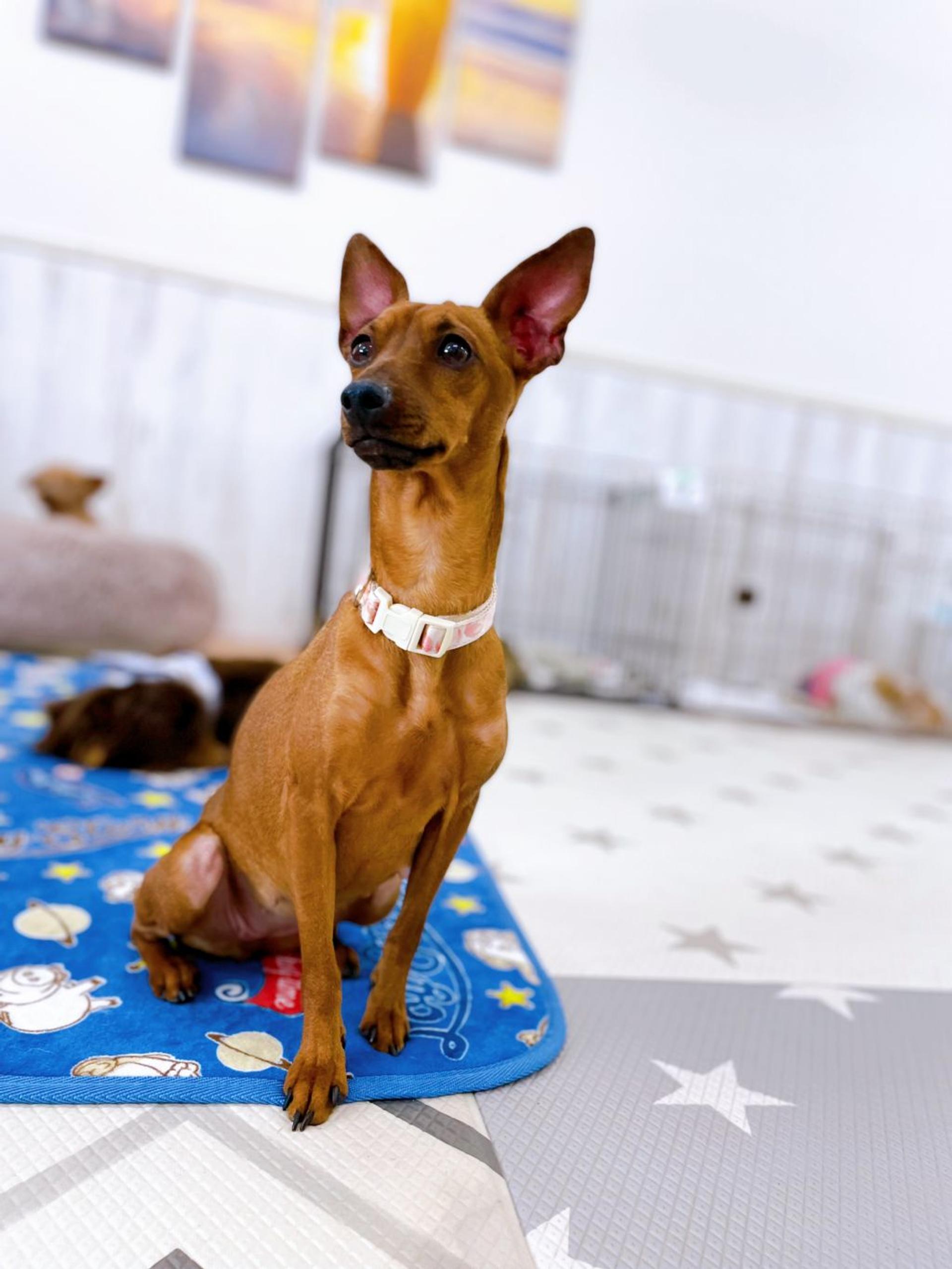 pet-image-2