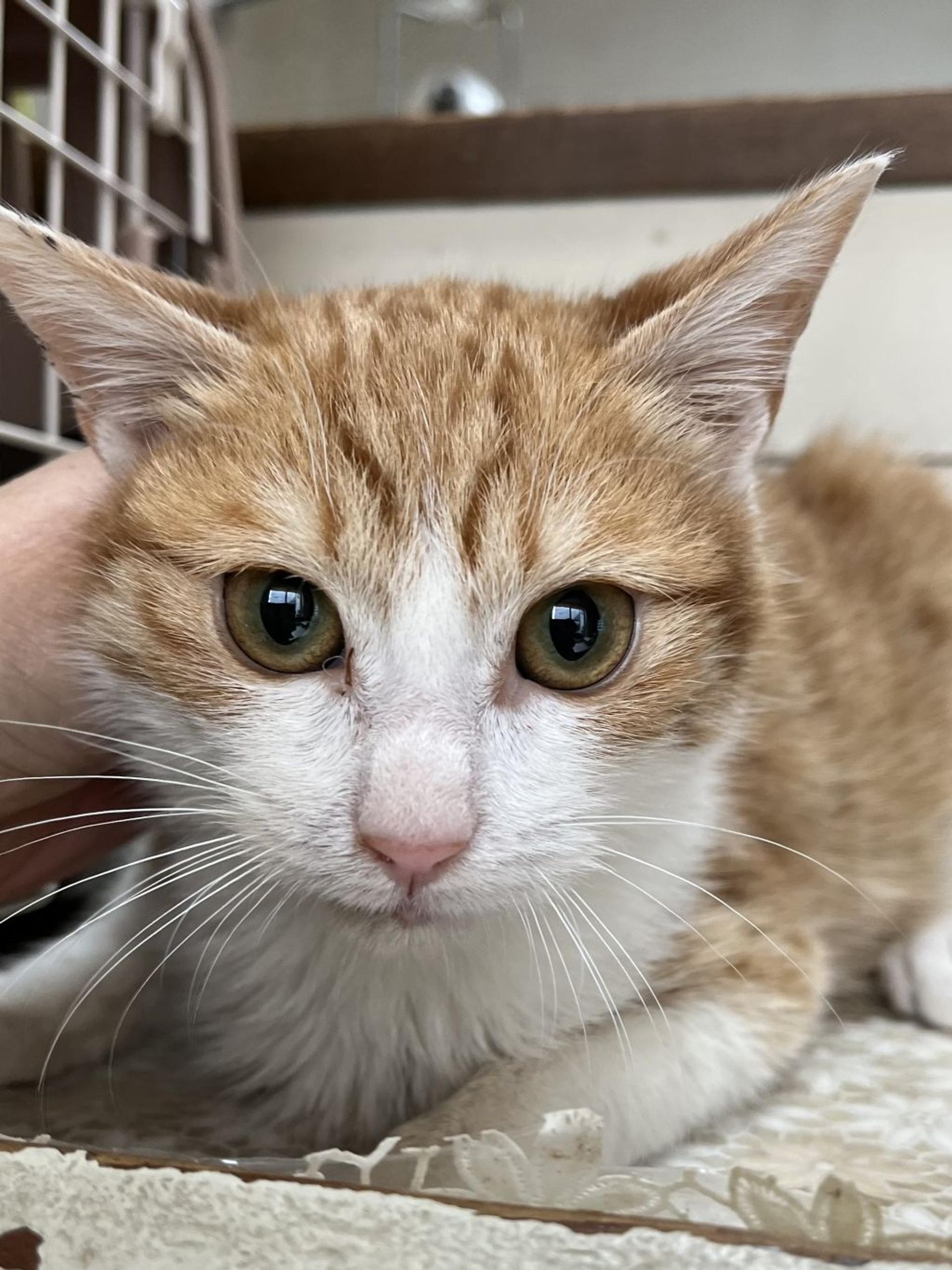pet-image-5