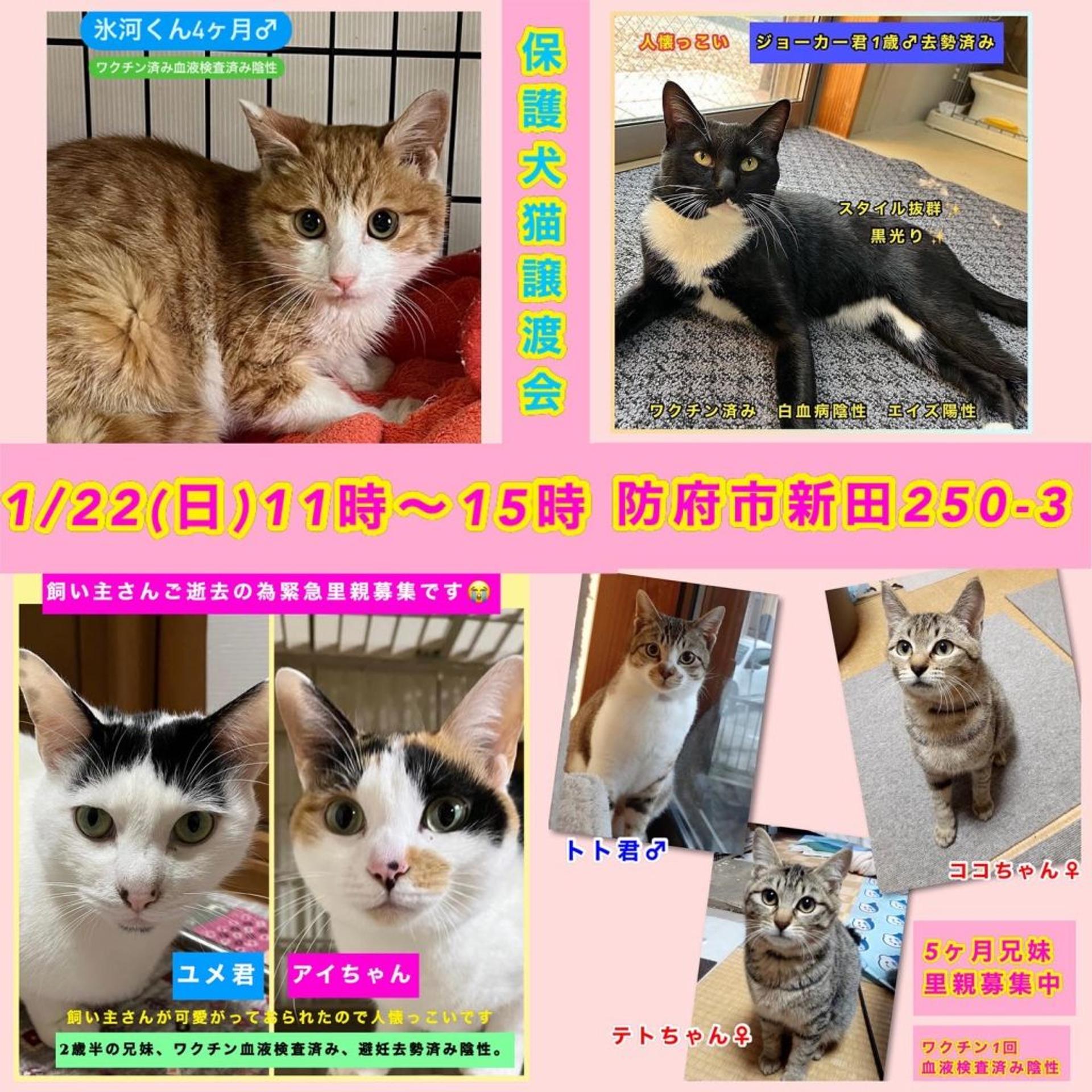 pet-image-6
