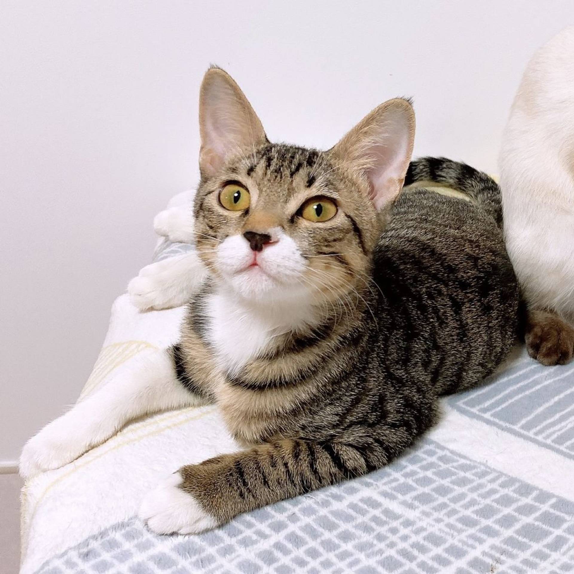 雑種（ミックス猫）・オスの里親募集の写真