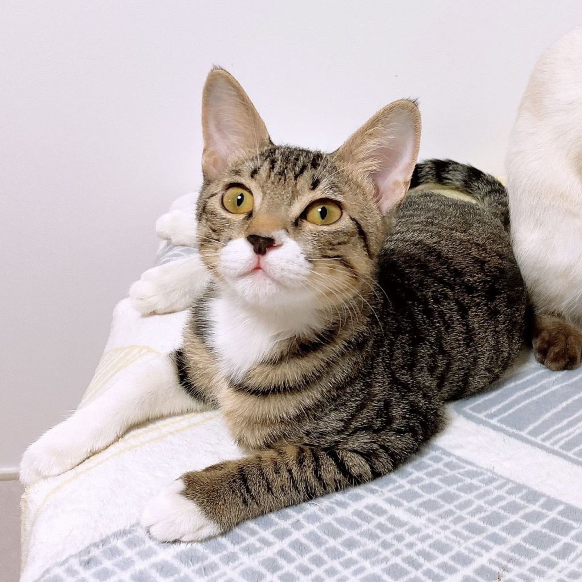 雑種（ミックス猫）・オスの里親募集の写真