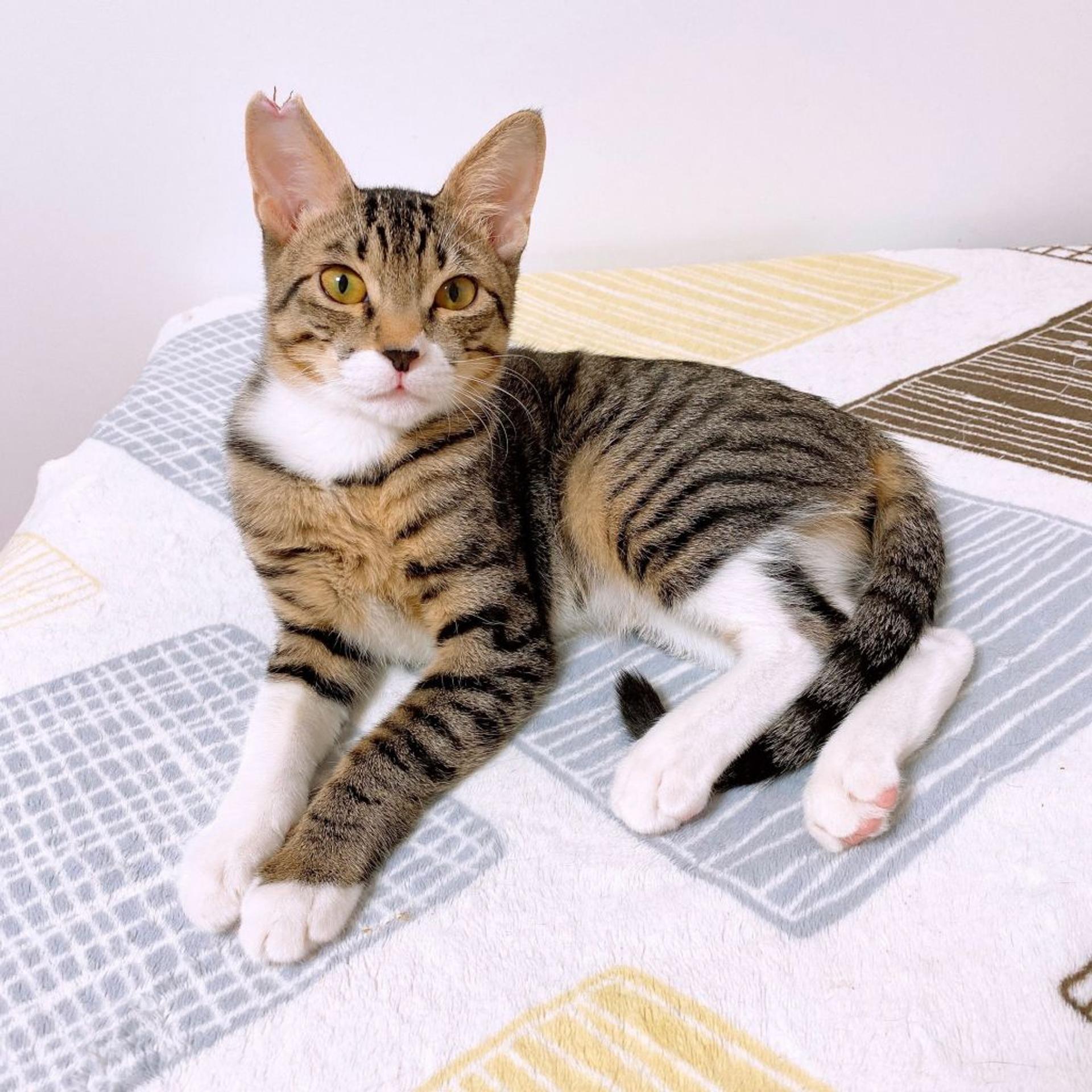 pet-image-3
