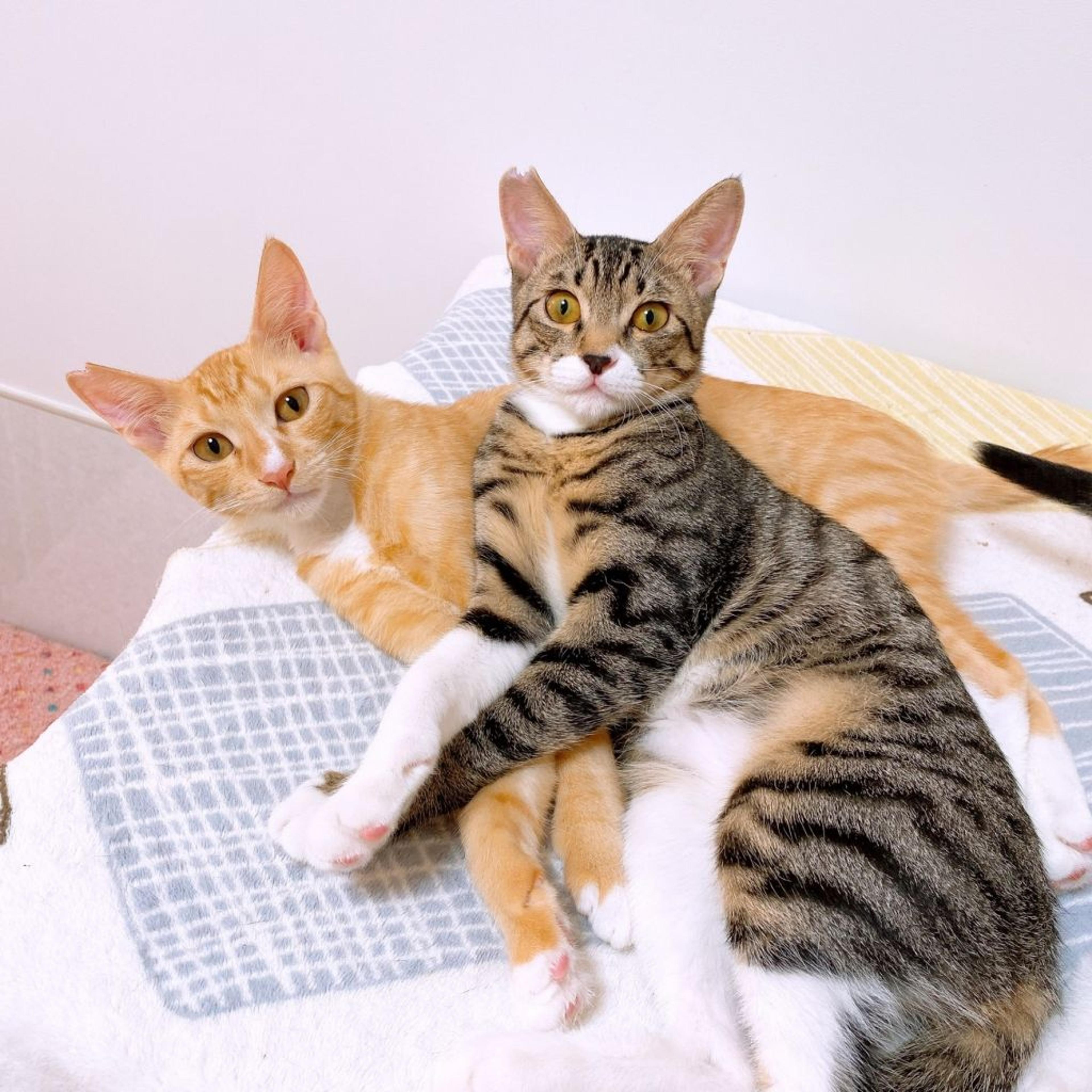 pet-image-5