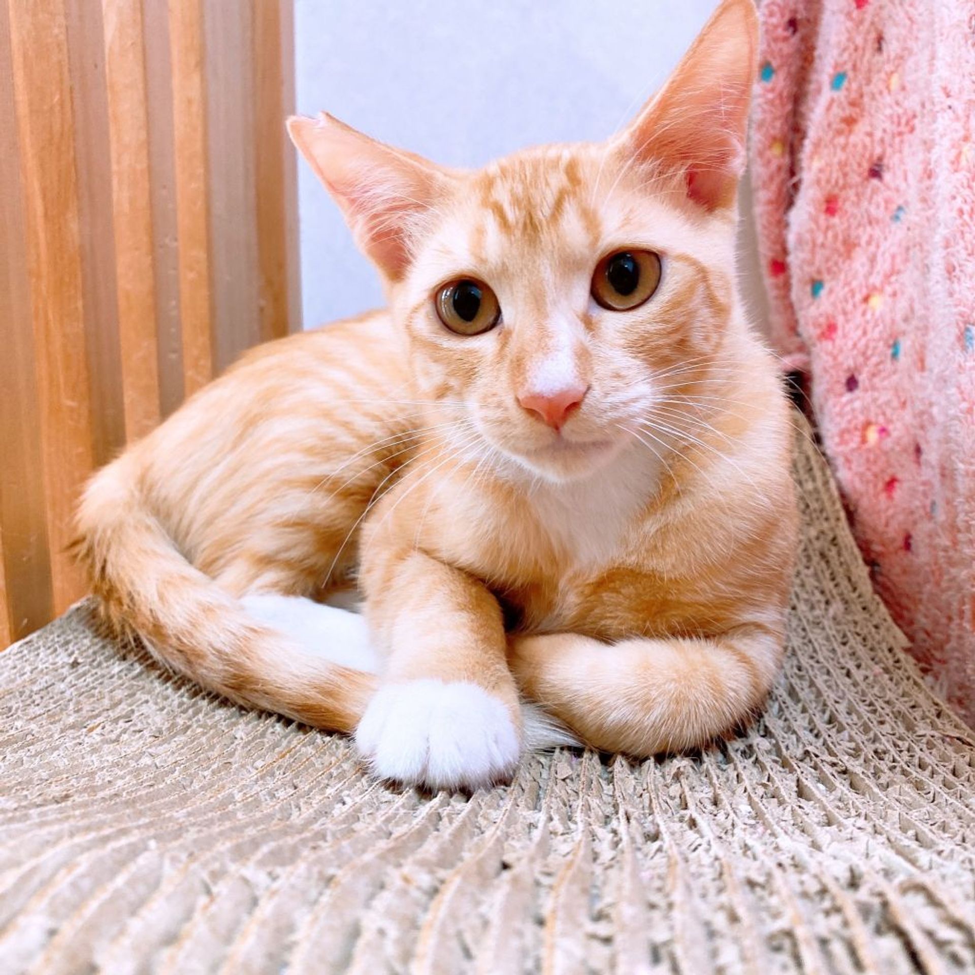 雑種（ミックス猫）・オスの里親募集の写真