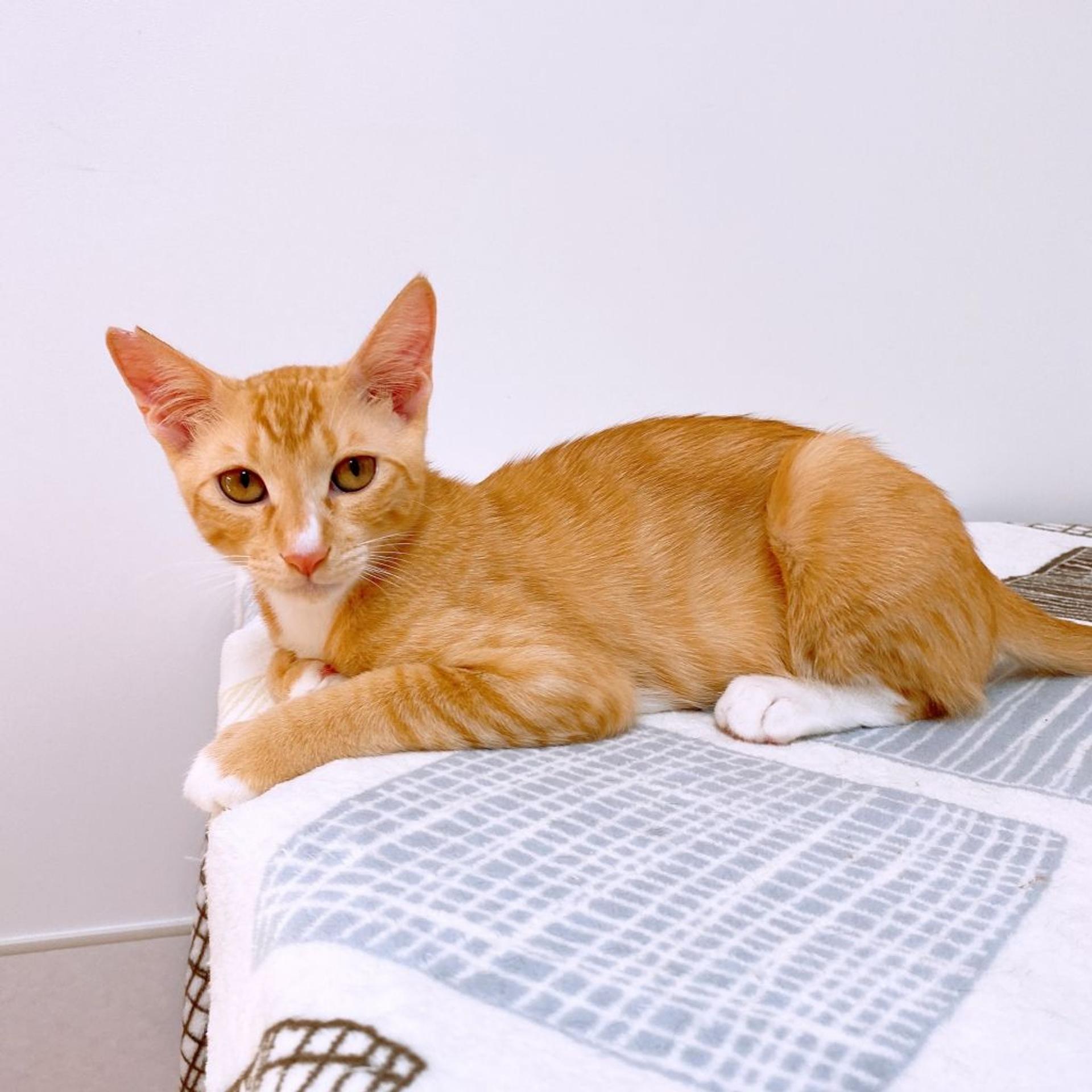pet-image-2