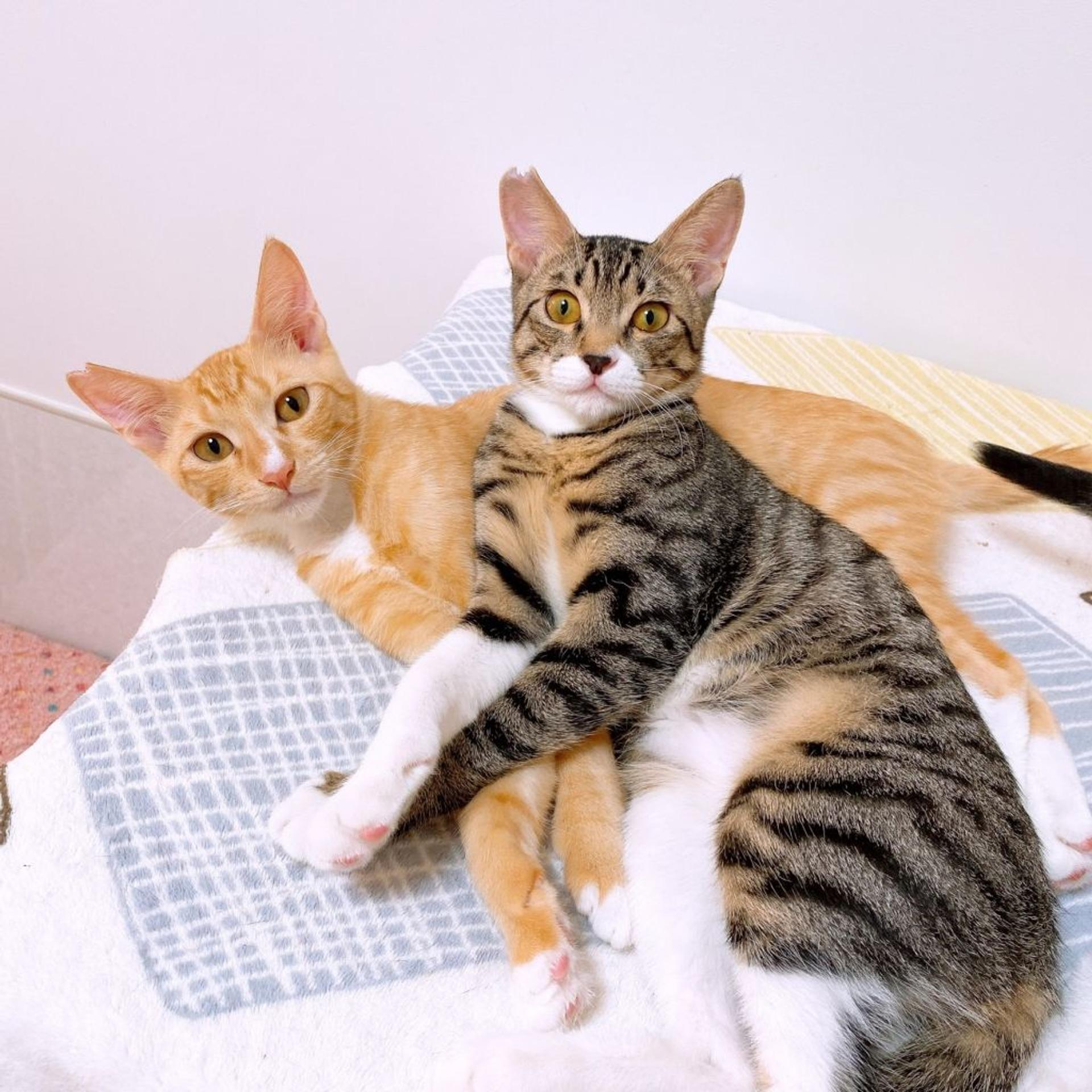 pet-image-4