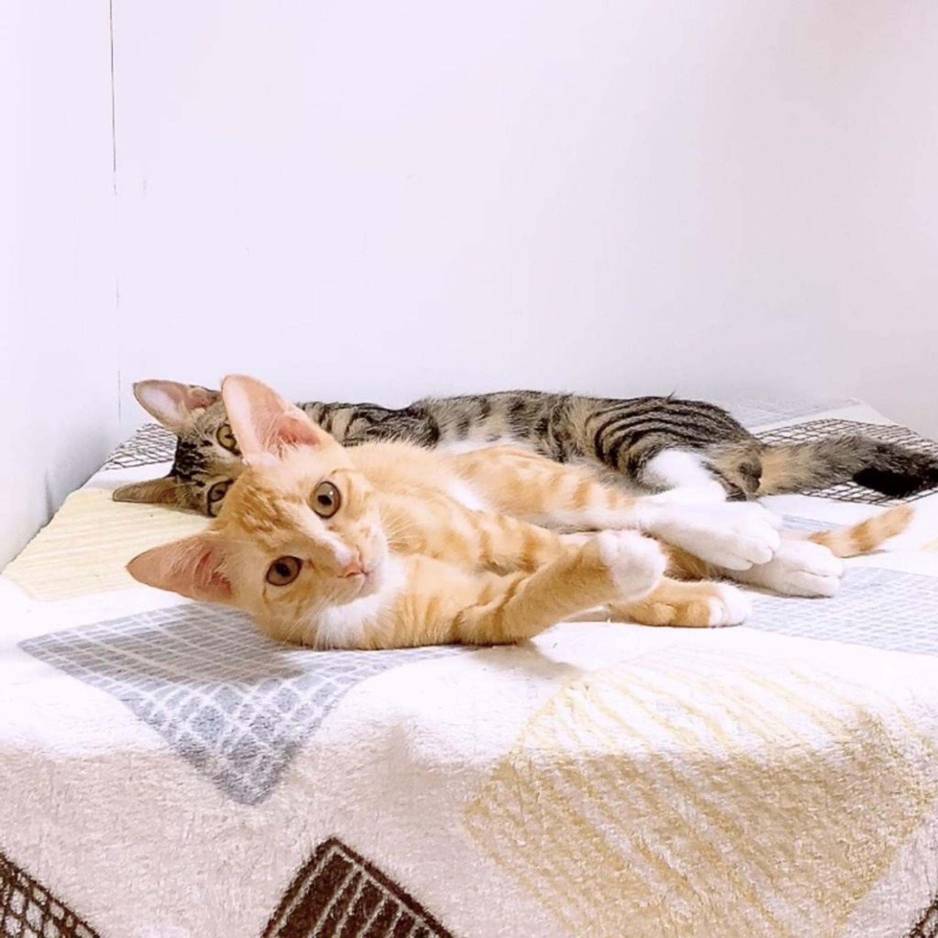 pet-image-5