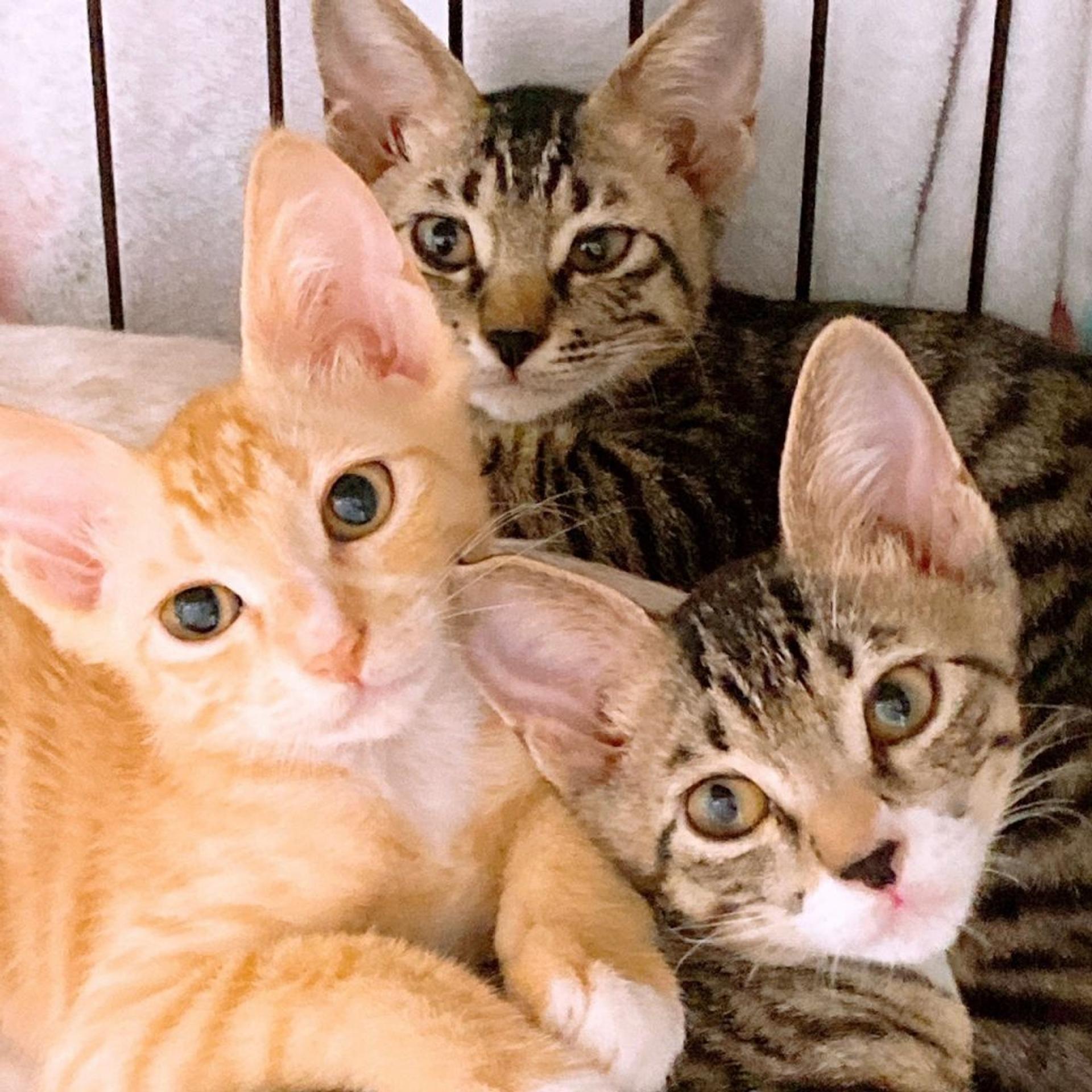 pet-image-6