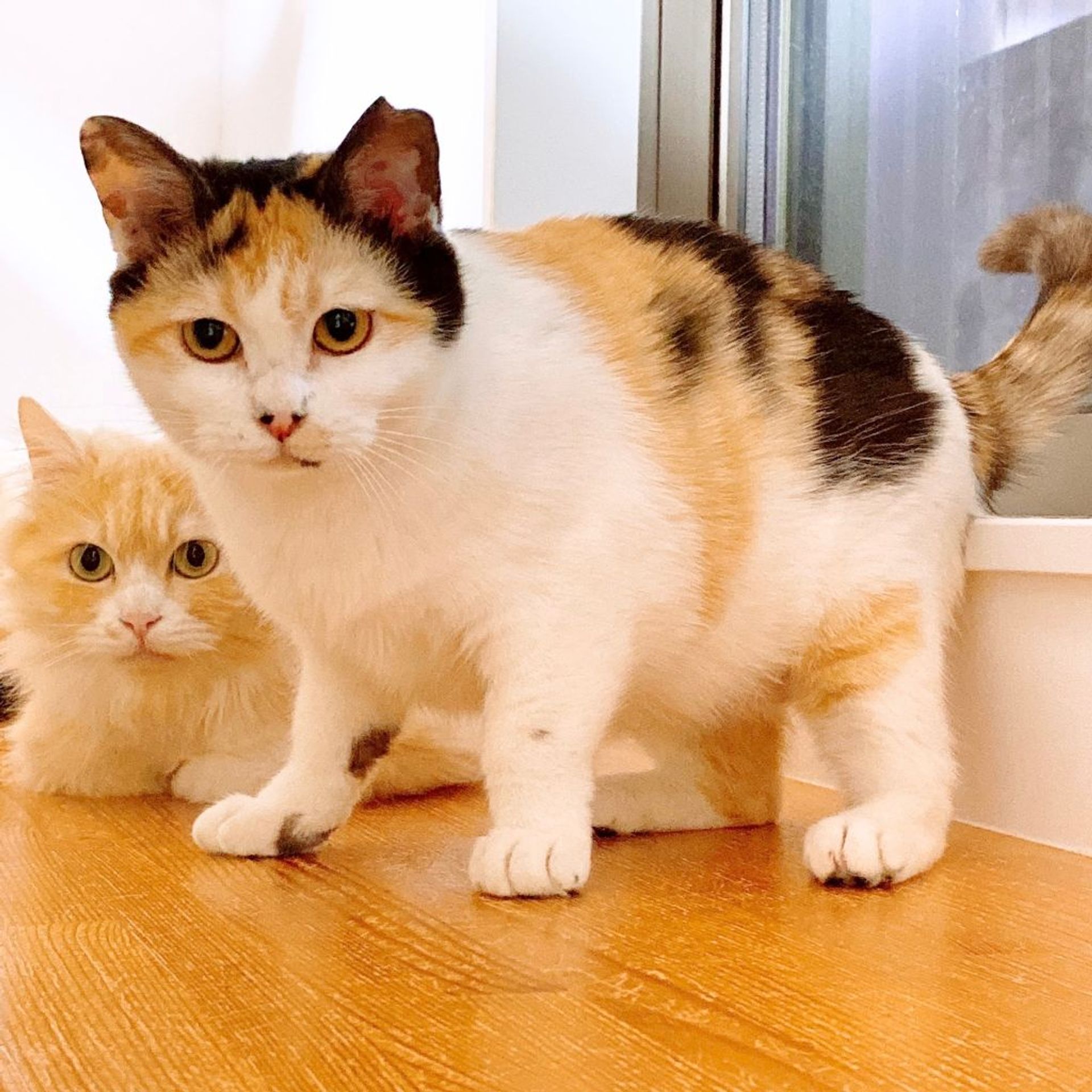 雑種（ミックス猫）・メスの里親募集の写真