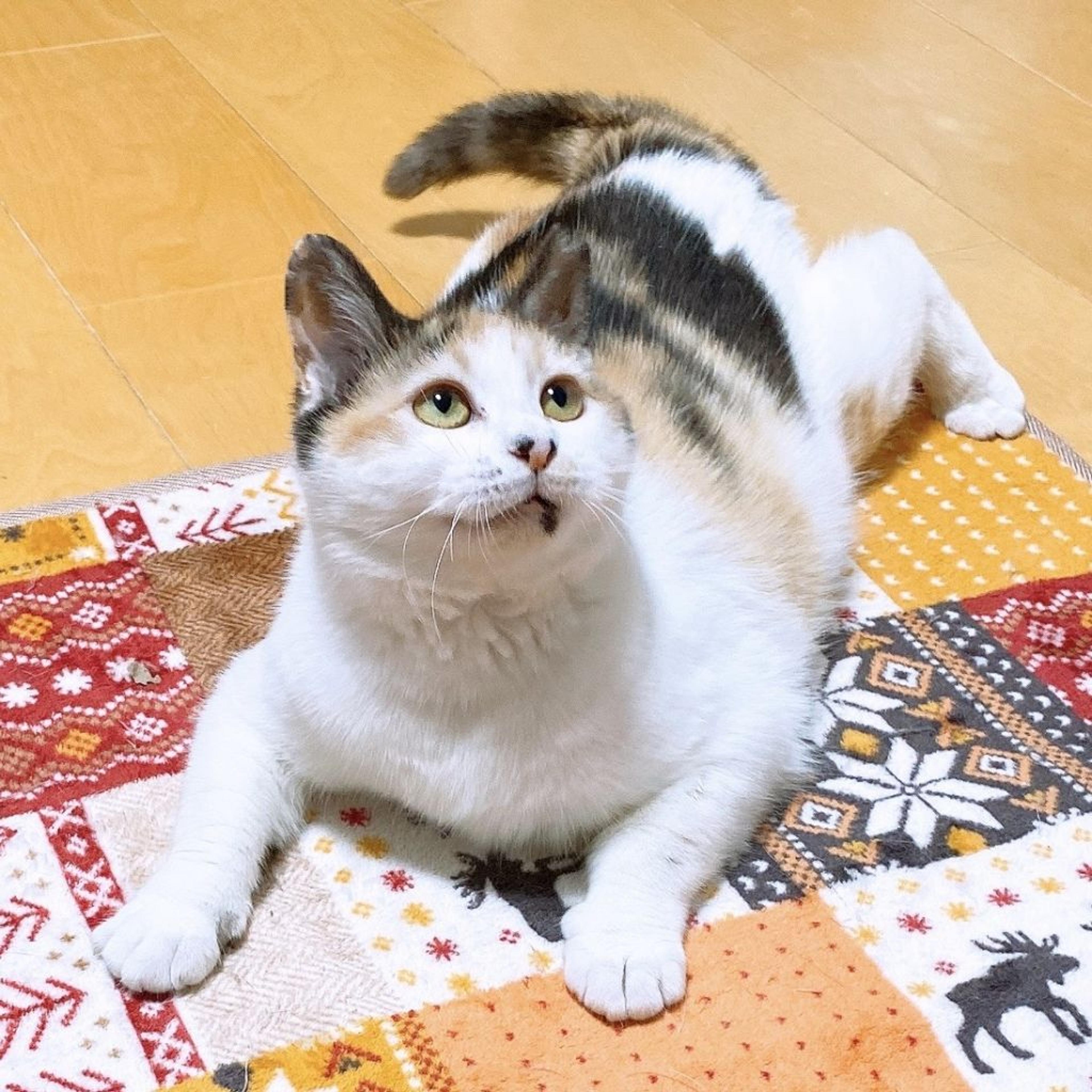 pet-image-2