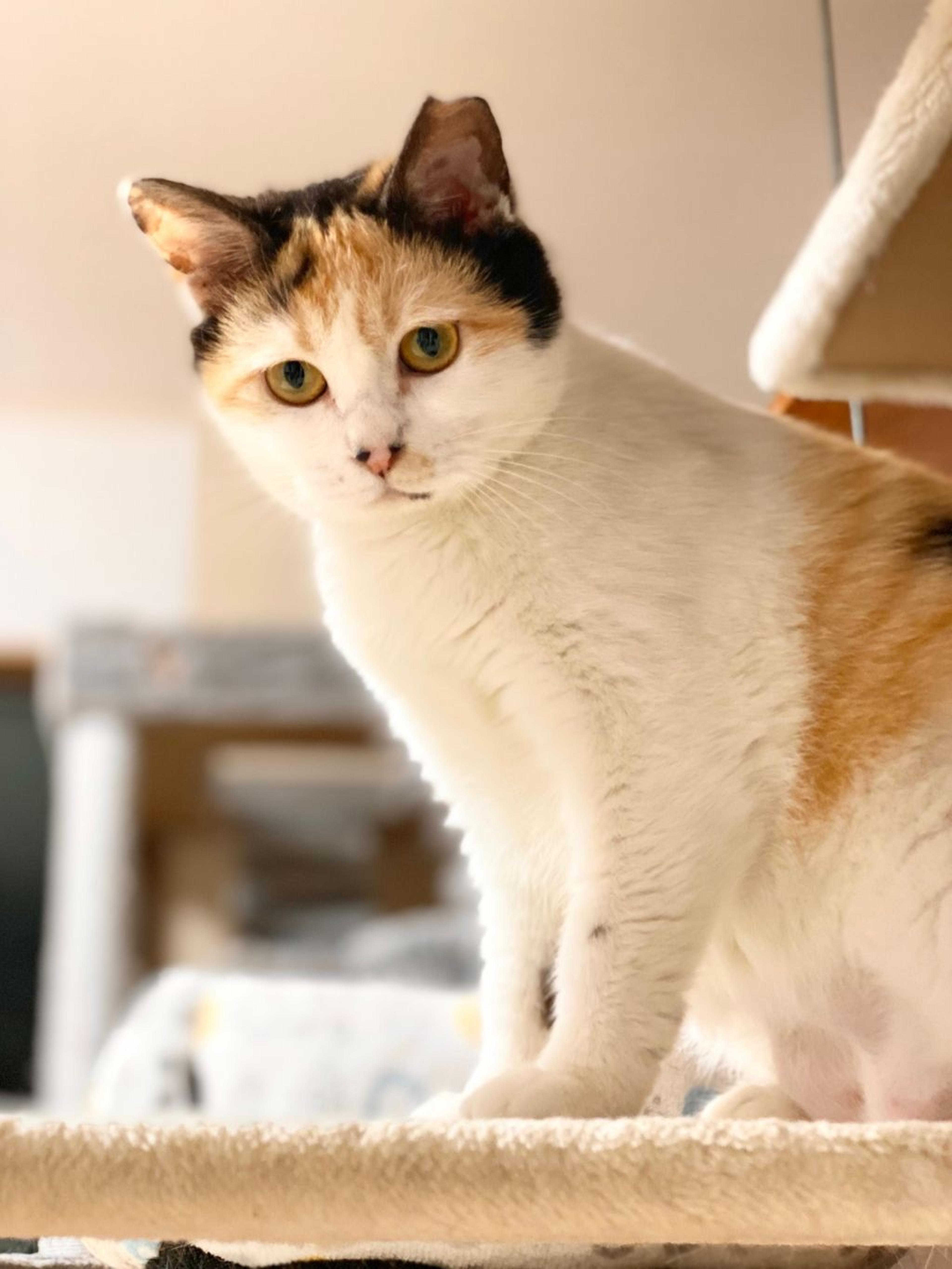pet-image-3