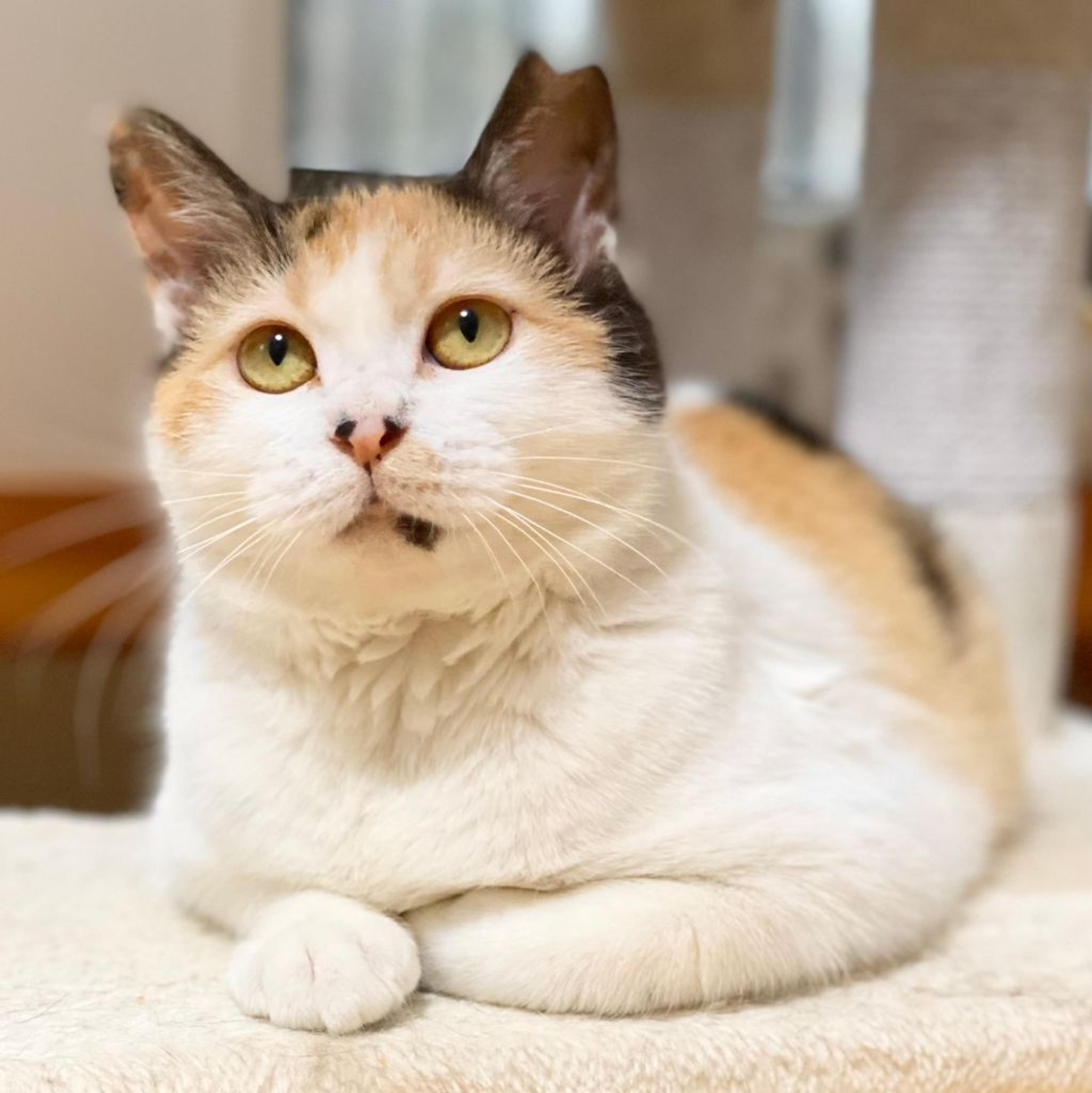 pet-image-4